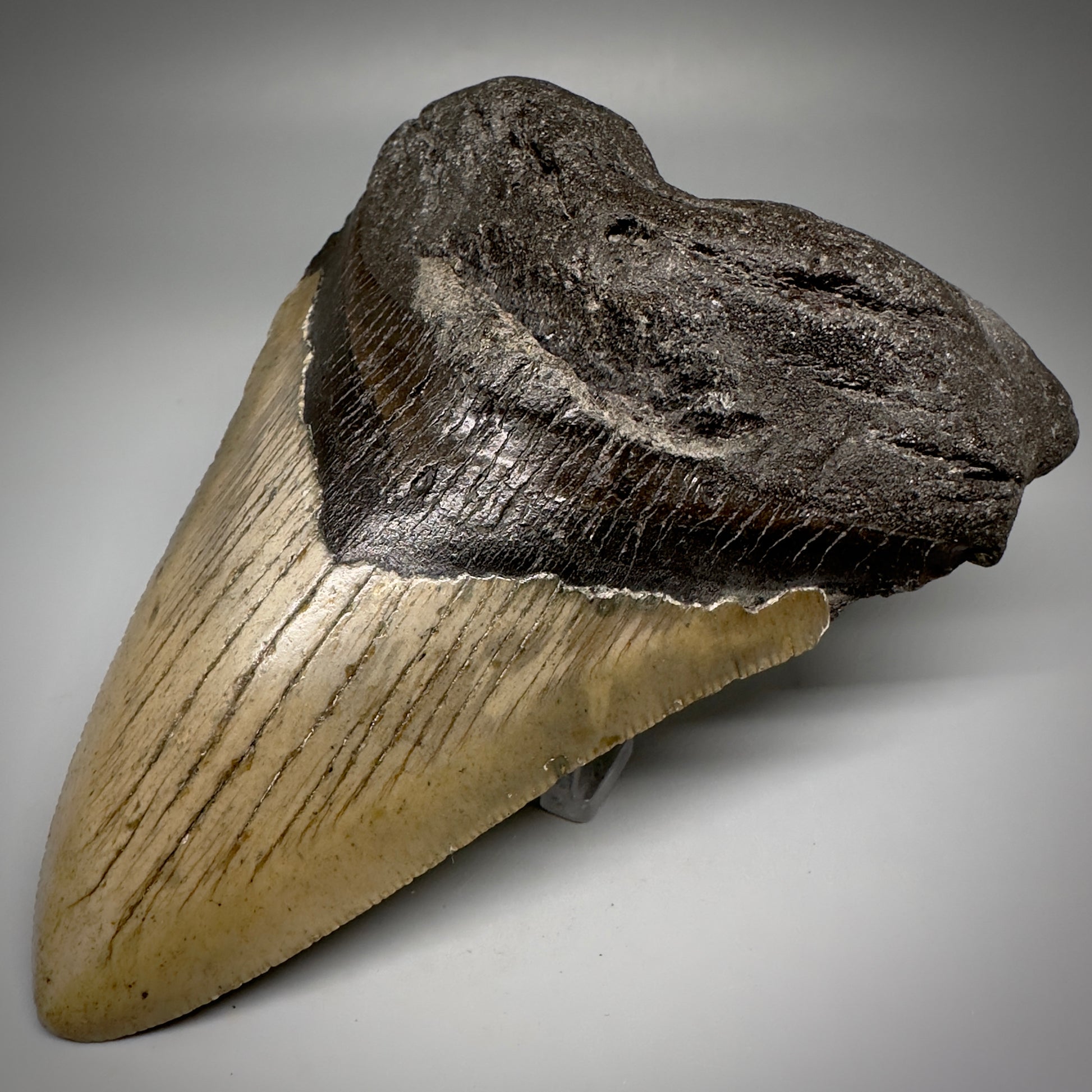 Great Shape Large 5.12" Fossil Megalodon Tooth - Wilmington North Carolina CM5246 - Front Right