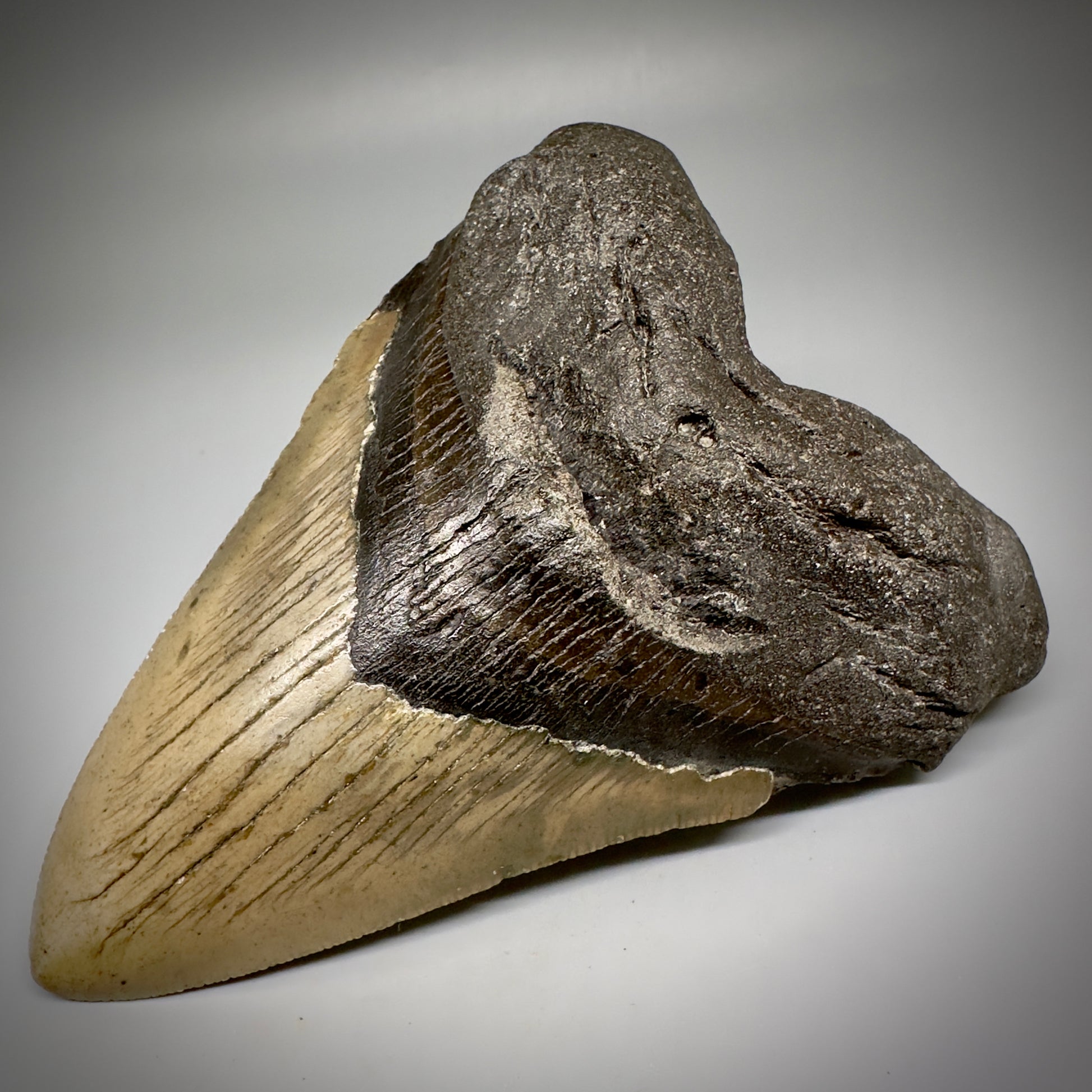 Great Shape Large 5.12" Fossil Megalodon Tooth - Wilmington North Carolina CM5246 - Front right 1