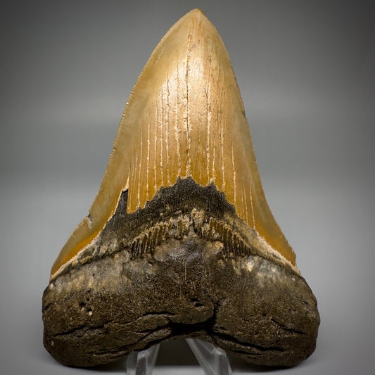 Great Shape Large 5.21" Fossil Megalodon Tooth - Wilmington North Carolina CM5247 - Front