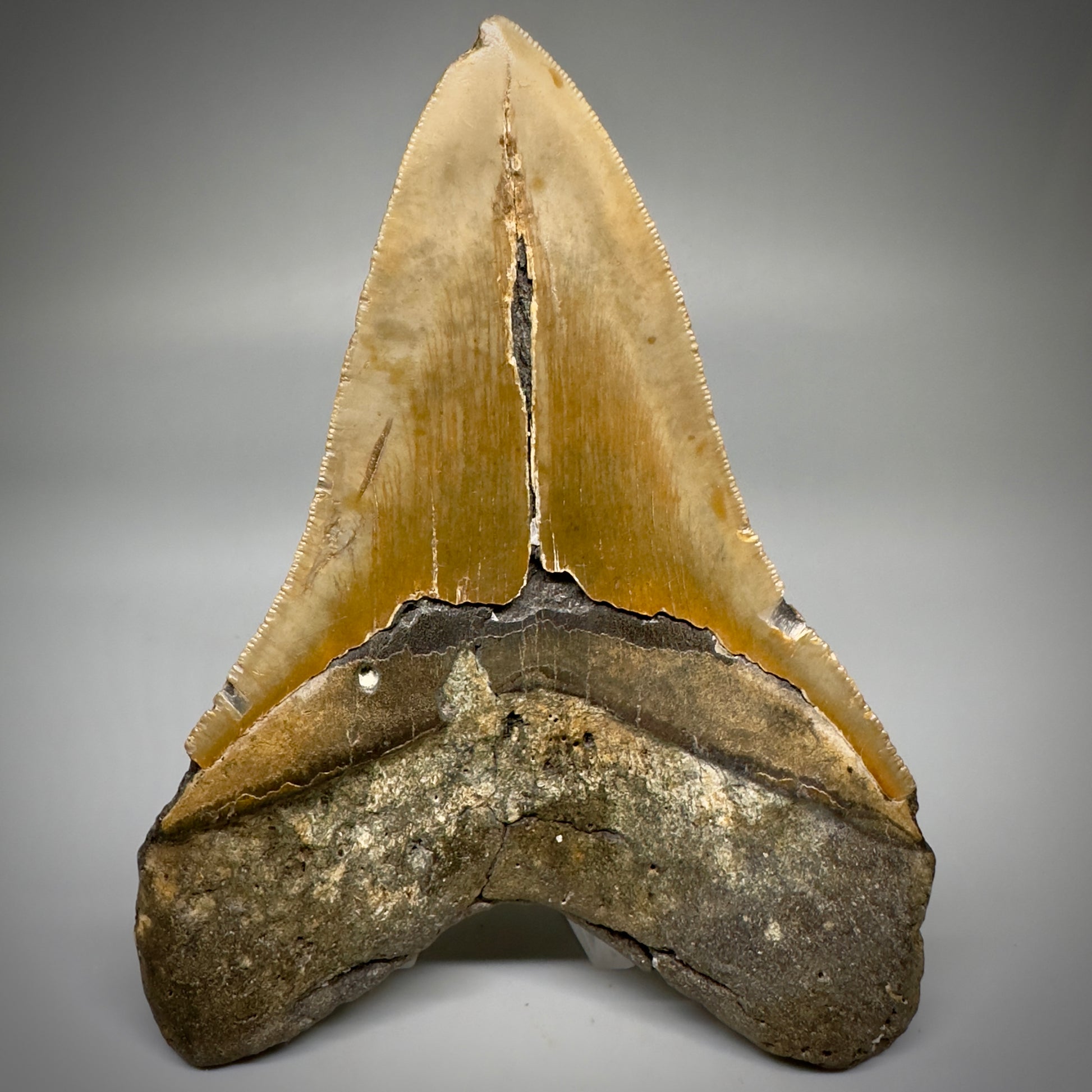 Great Shape Large 5.21" Fossil Megalodon Tooth - Wilmington North Carolina CM5247 - Back