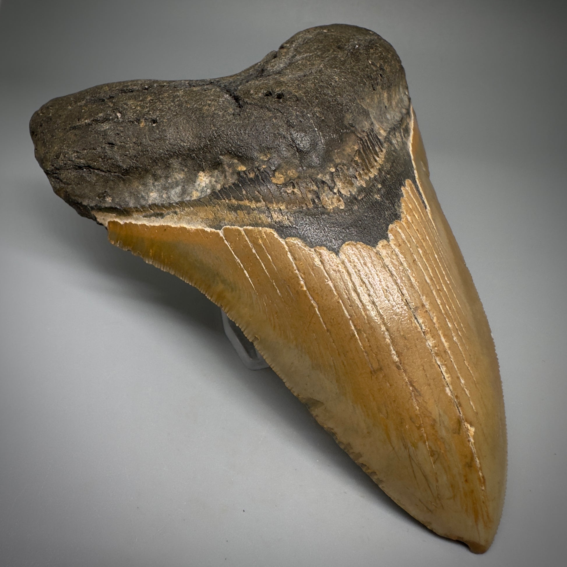 Great Shape Large 5.21" Fossil Megalodon Tooth - Wilmington North Carolina CM5247 - Front Left