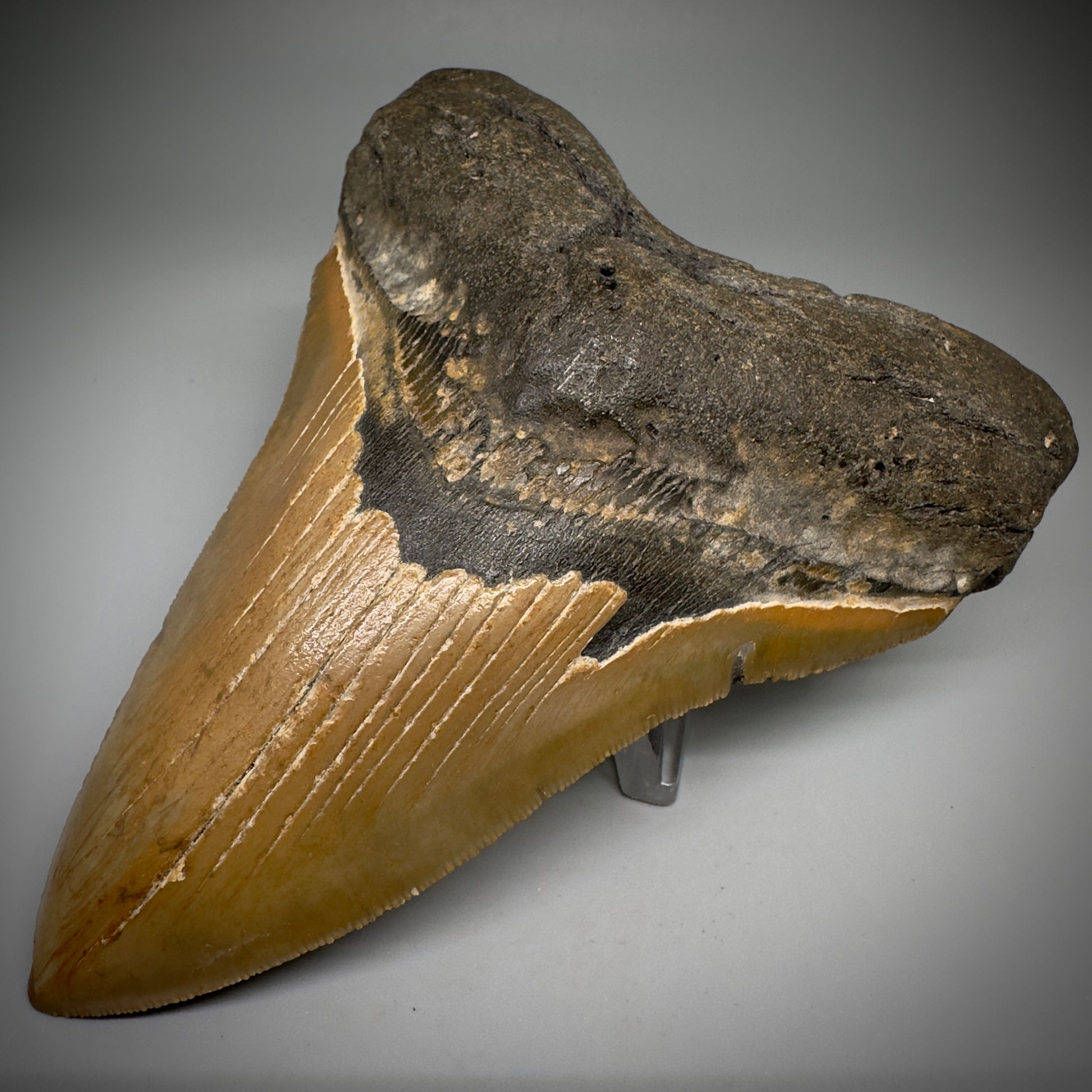 Great Shape Large 5.21" Fossil Megalodon Tooth - Wilmington North Carolina CM5247 - Front Right