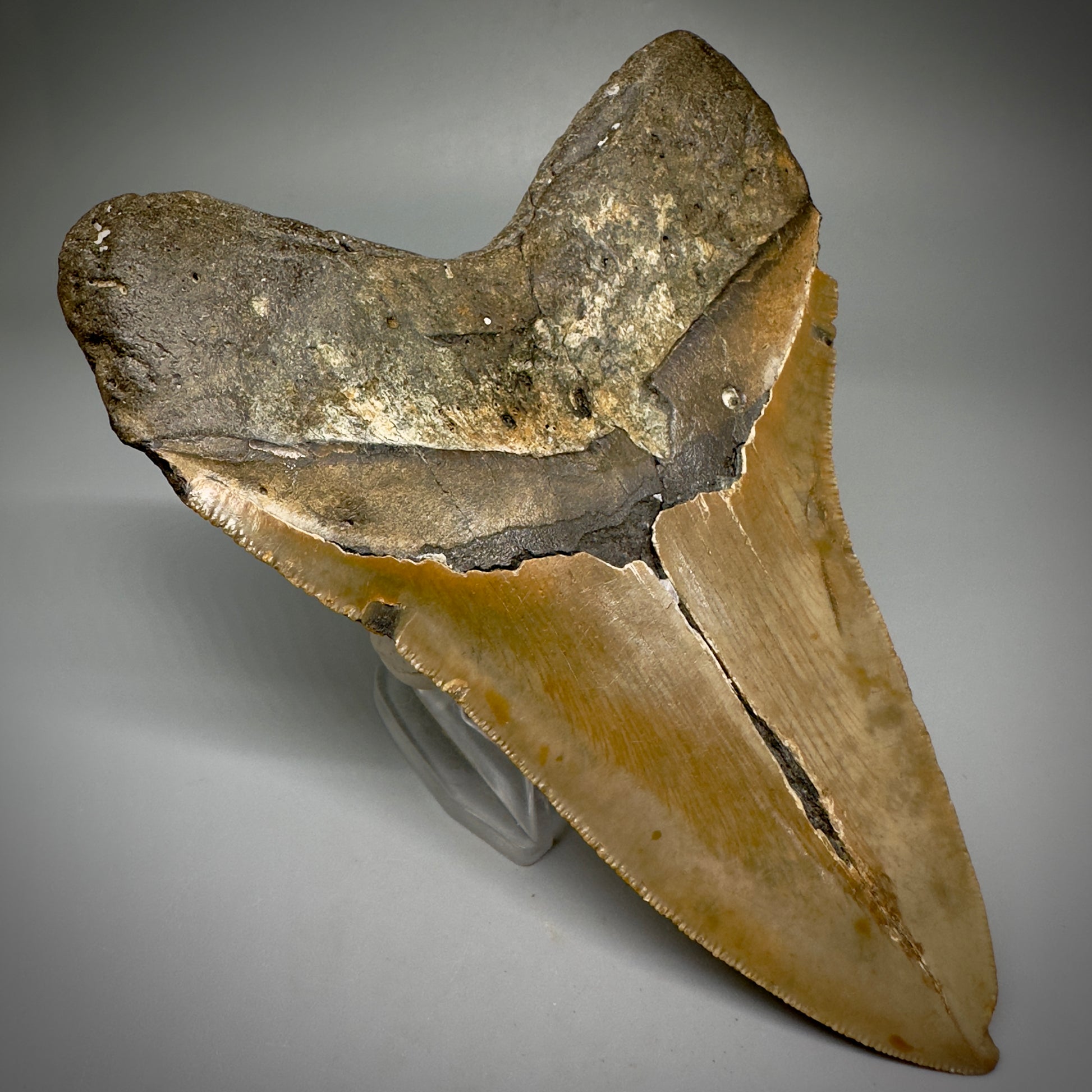 Great Shape Large 5.21" Fossil Megalodon Tooth - Wilmington North Carolina CM5247 - Back Left