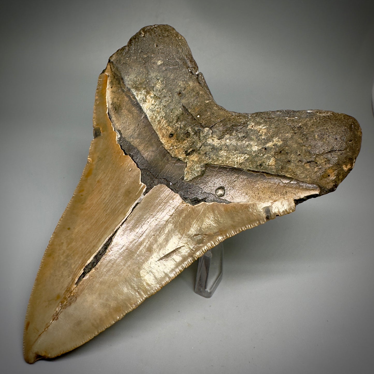 Great Shape Large 5.21" Fossil Megalodon Tooth - Wilmington North Carolina CM5247 - Back Right