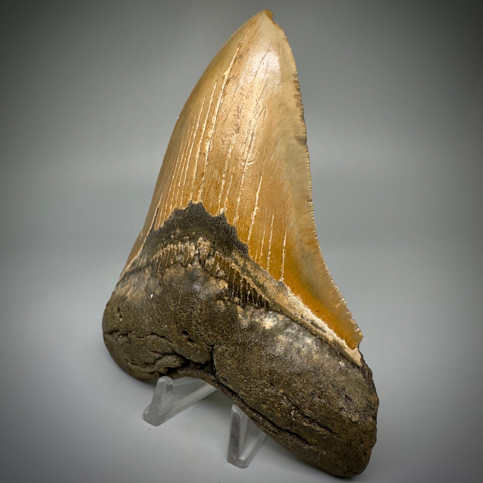Great Shape Large 5.21" Fossil Megalodon Tooth - Wilmington North Carolina CM5247 - Front2