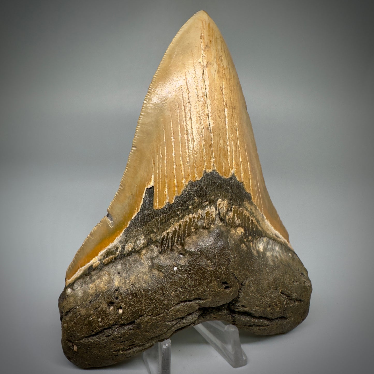 Great Shape Large 5.21" Fossil Megalodon Tooth - Wilmington North Carolina CM5247 - Front1