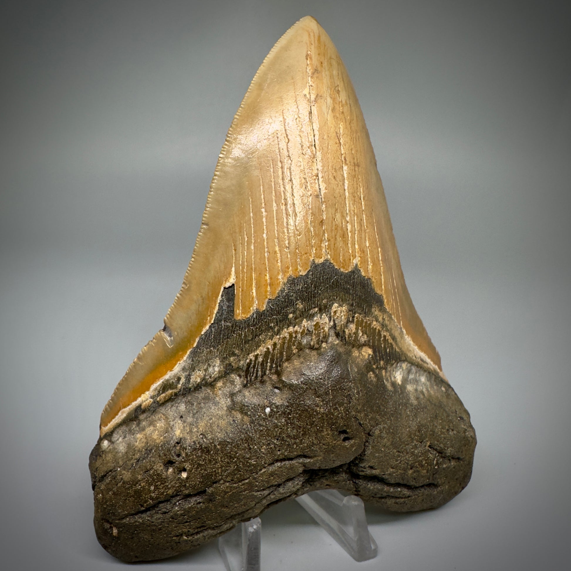 Great Shape Large 5.21" Fossil Megalodon Tooth - Wilmington North Carolina CM5247 - Front1