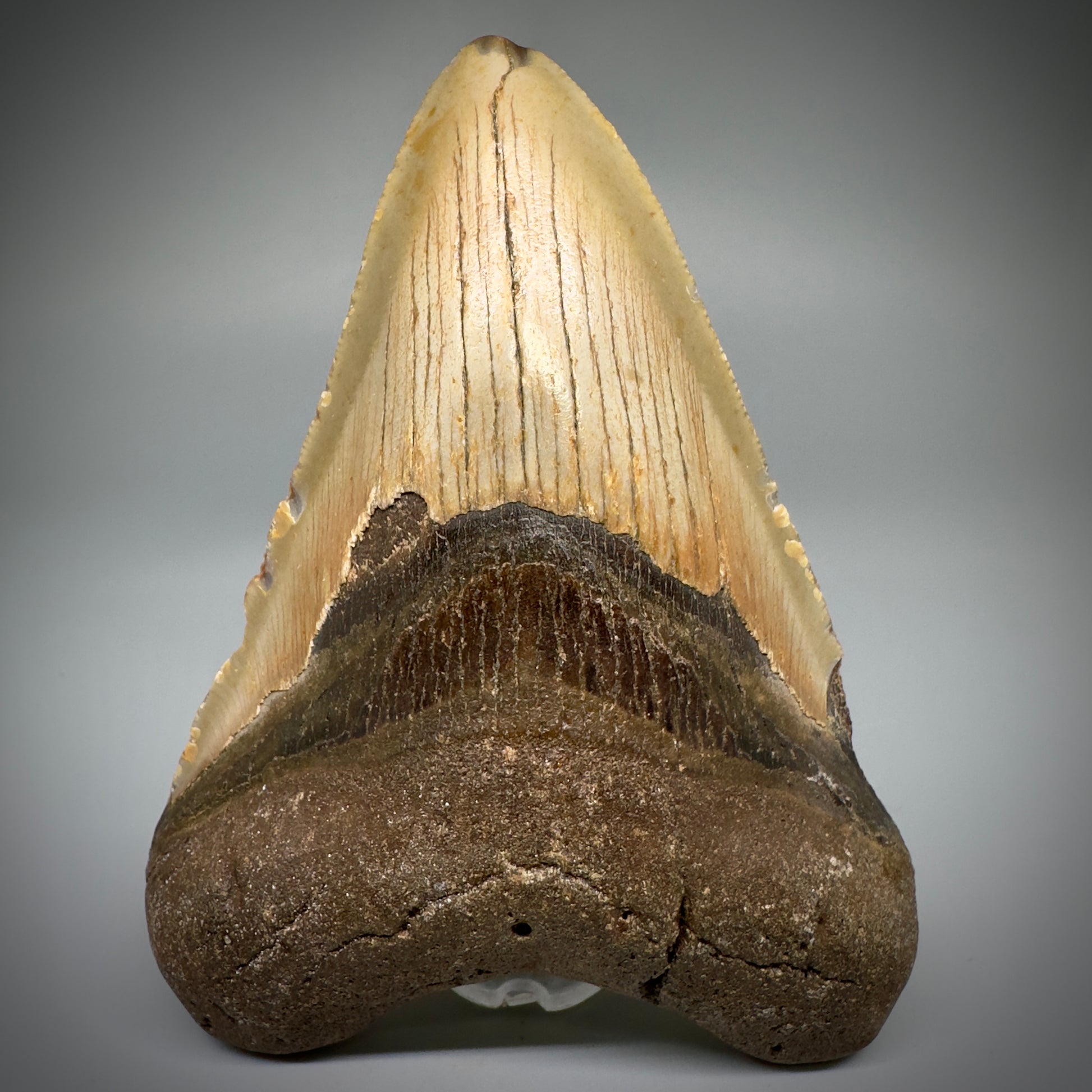 Colorful, complete 4.52" Fossil Megalodon Tooth from North Carolina CM5243 - Front