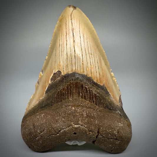 Colorful, complete 4.52" Fossil Megalodon Tooth from North Carolina CM5243 - Front