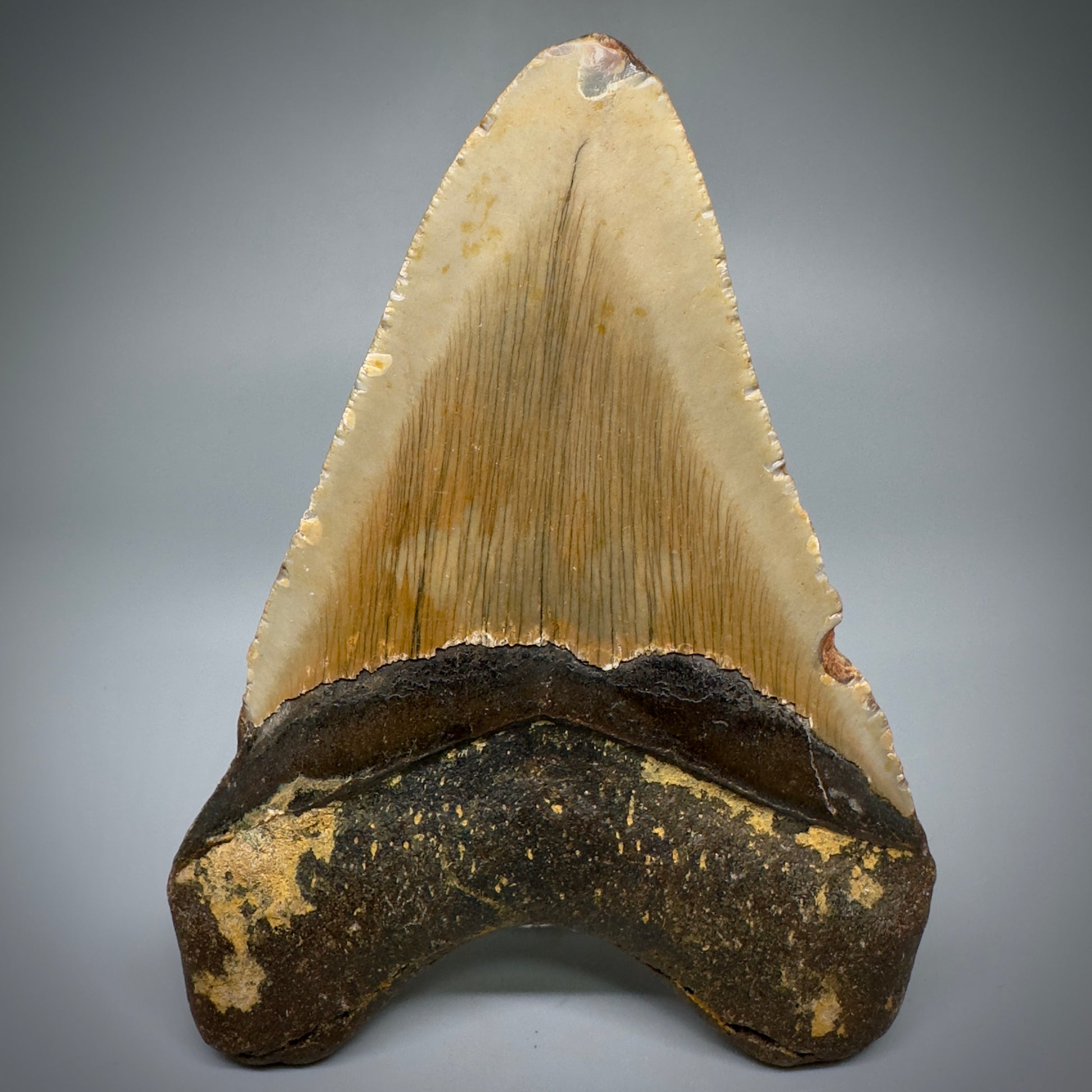 Colorful, complete 4.52" Fossil Megalodon Tooth from North Carolina CM5243 - Back