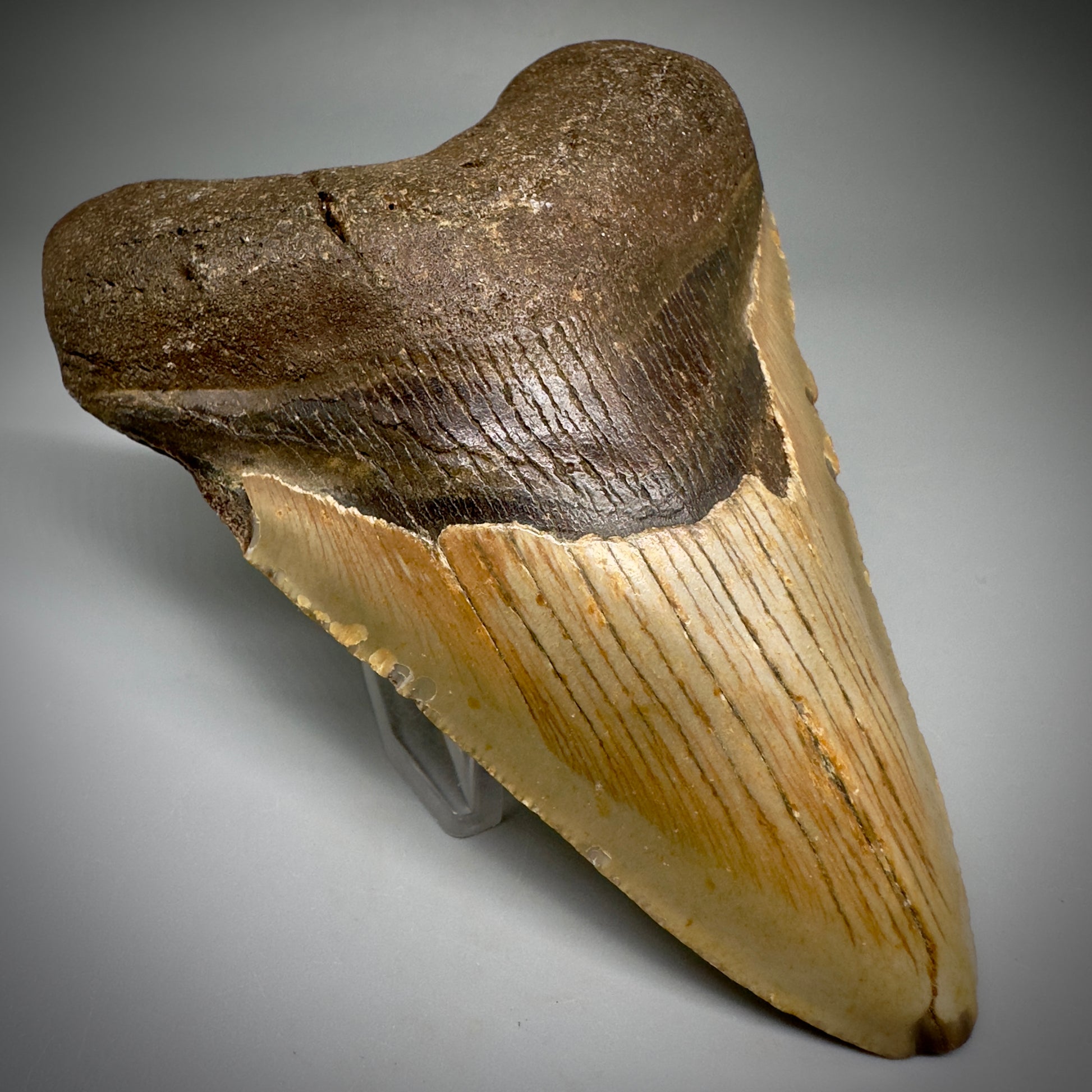 Colorful, complete 4.52" Fossil Megalodon Tooth from North Carolina CM5243 - Front Left