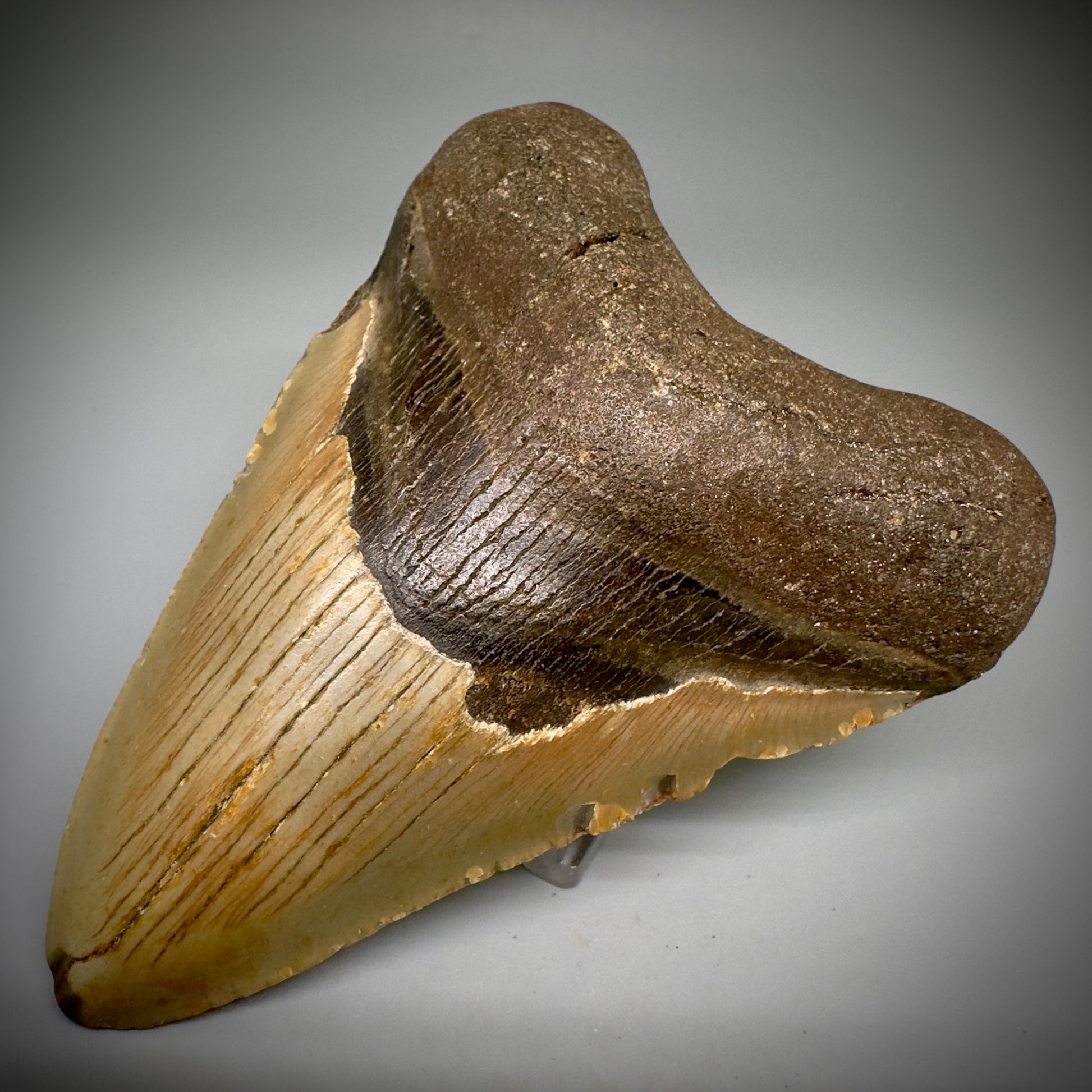 Colorful, complete 4.52" Fossil Megalodon Tooth from North Carolina CM5243 - Front Right