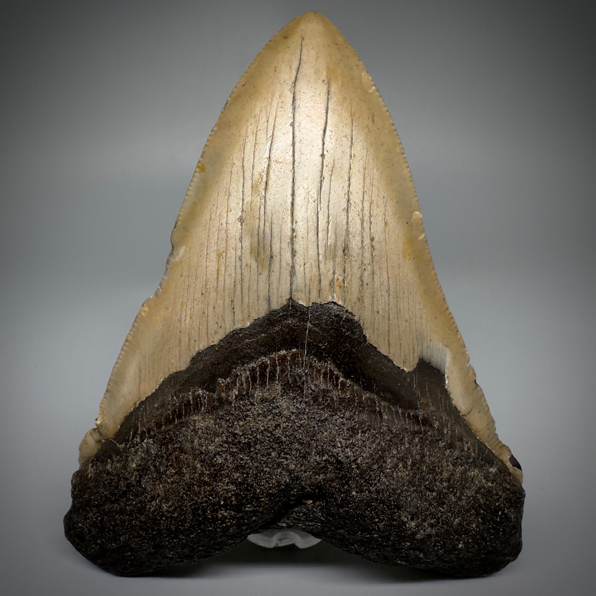 Colorful, complete 4.57" Fossil Megalodon Tooth from North Carolina CM5244 - Front