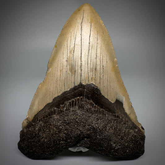 Colorful, complete 4.57" Fossil Megalodon Tooth from North Carolina CM5244 - Front