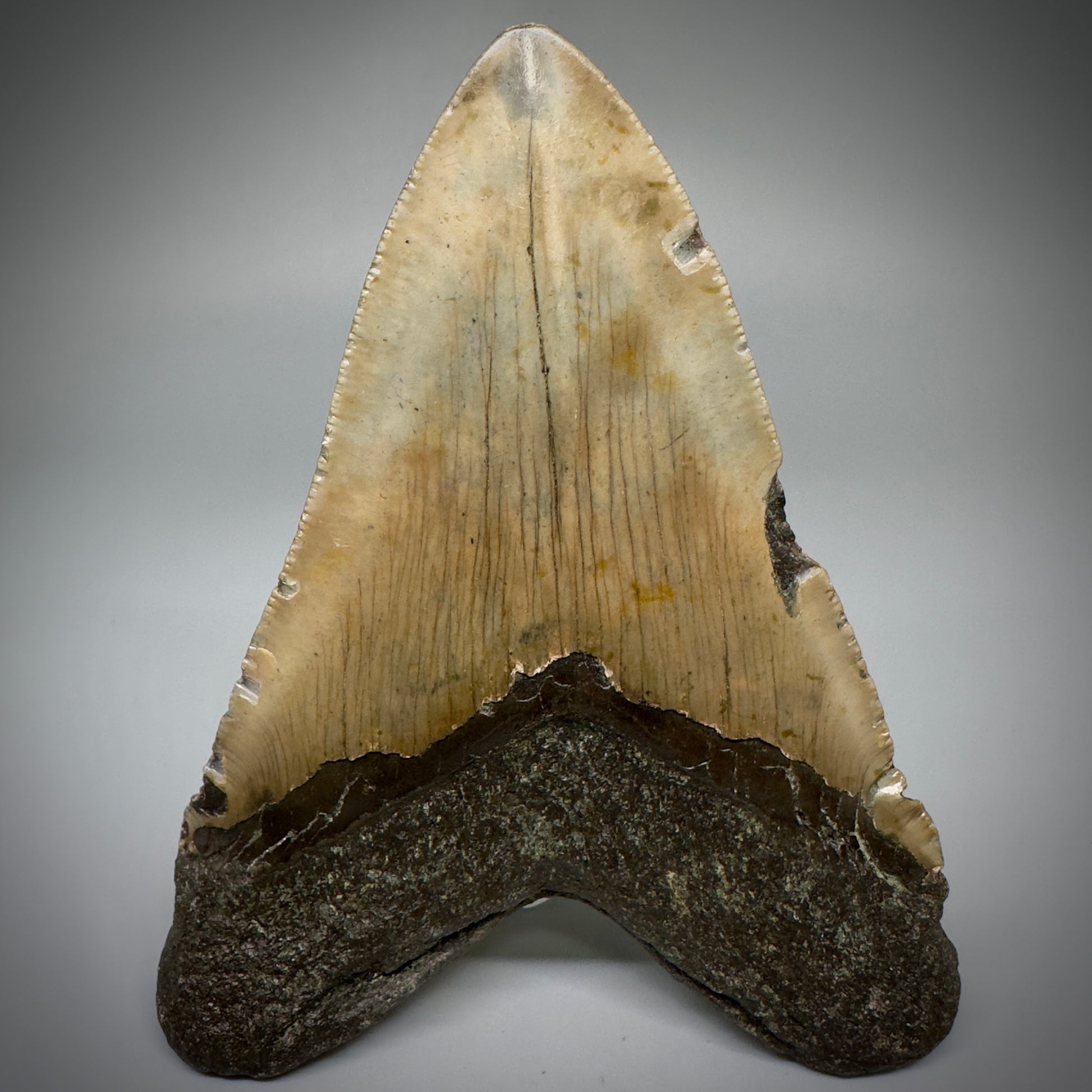 Colorful, complete 4.57" Fossil Megalodon Tooth from North Carolina CM5244 - Back