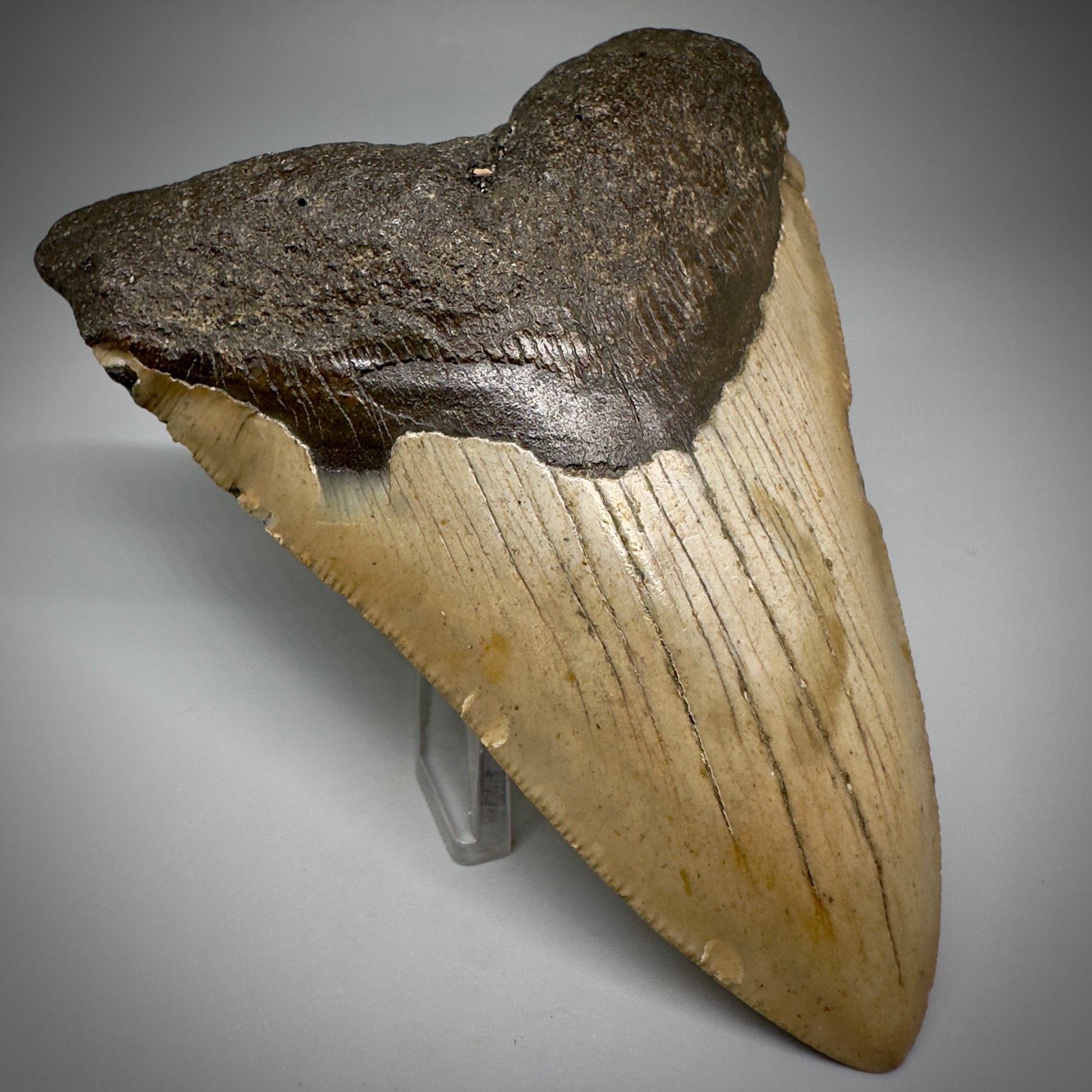 Colorful, complete 4.57" Fossil Megalodon Tooth from North Carolina CM5244 - Front Left