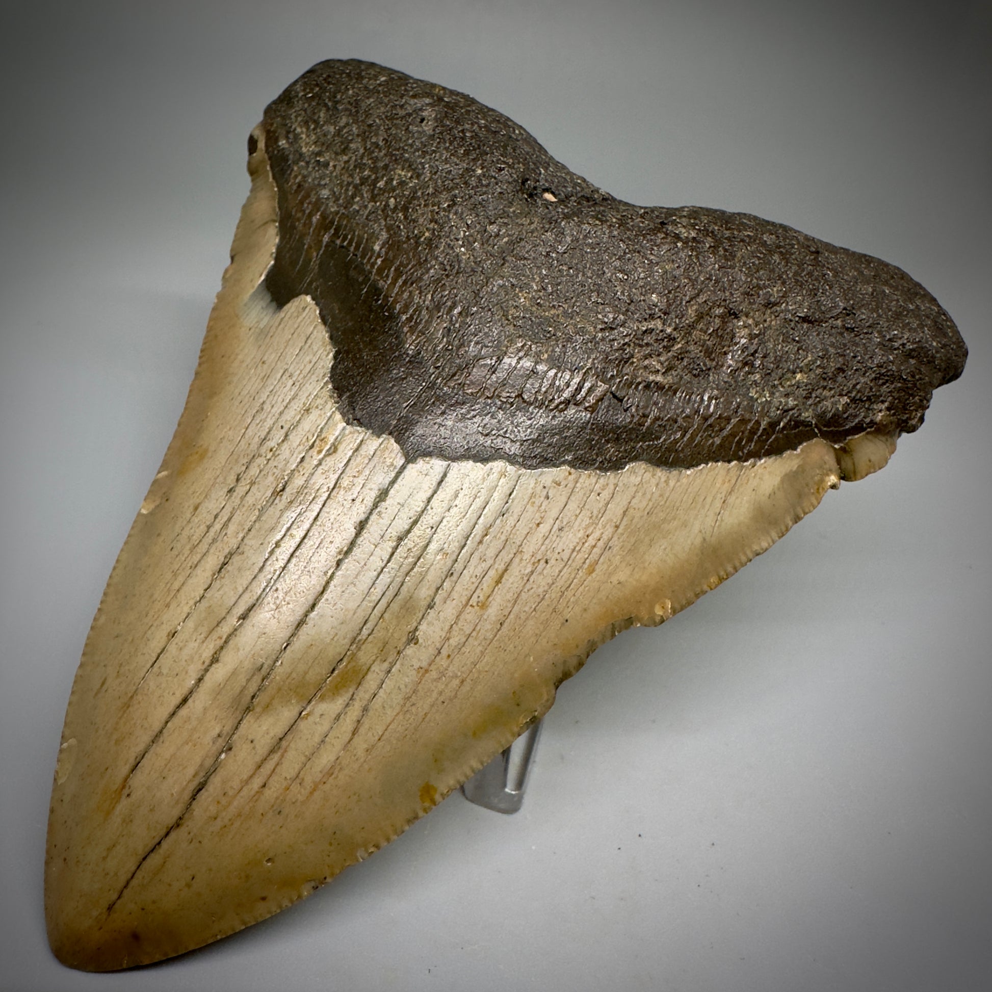 Colorful, complete 4.57" Fossil Megalodon Tooth from North Carolina CM5244 - Front Right