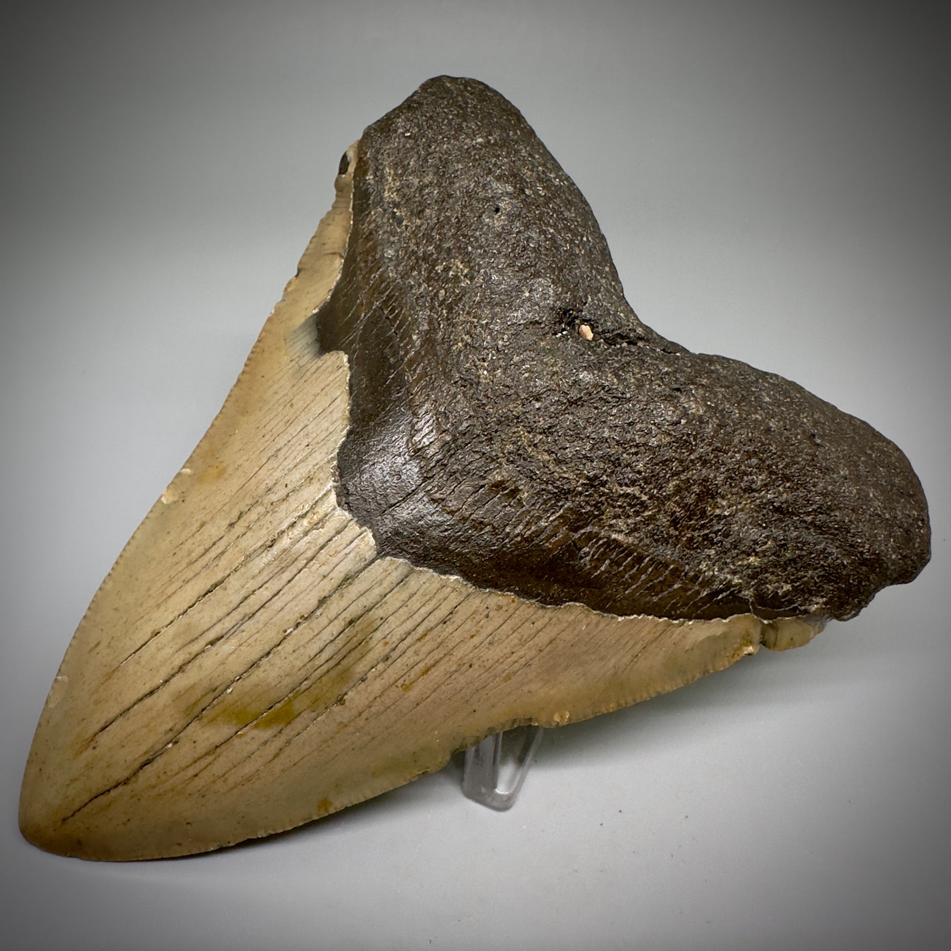 Colorful, complete 4.57" Fossil Megalodon Tooth from North Carolina CM5244 - Front Right 1