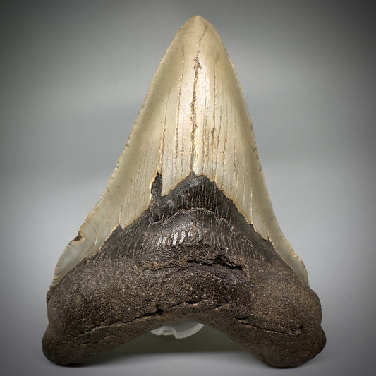 Colorful, serrated Lower 4.65" Fossil Megalodon Tooth - Wilmington North Carolina CM5245 - Front