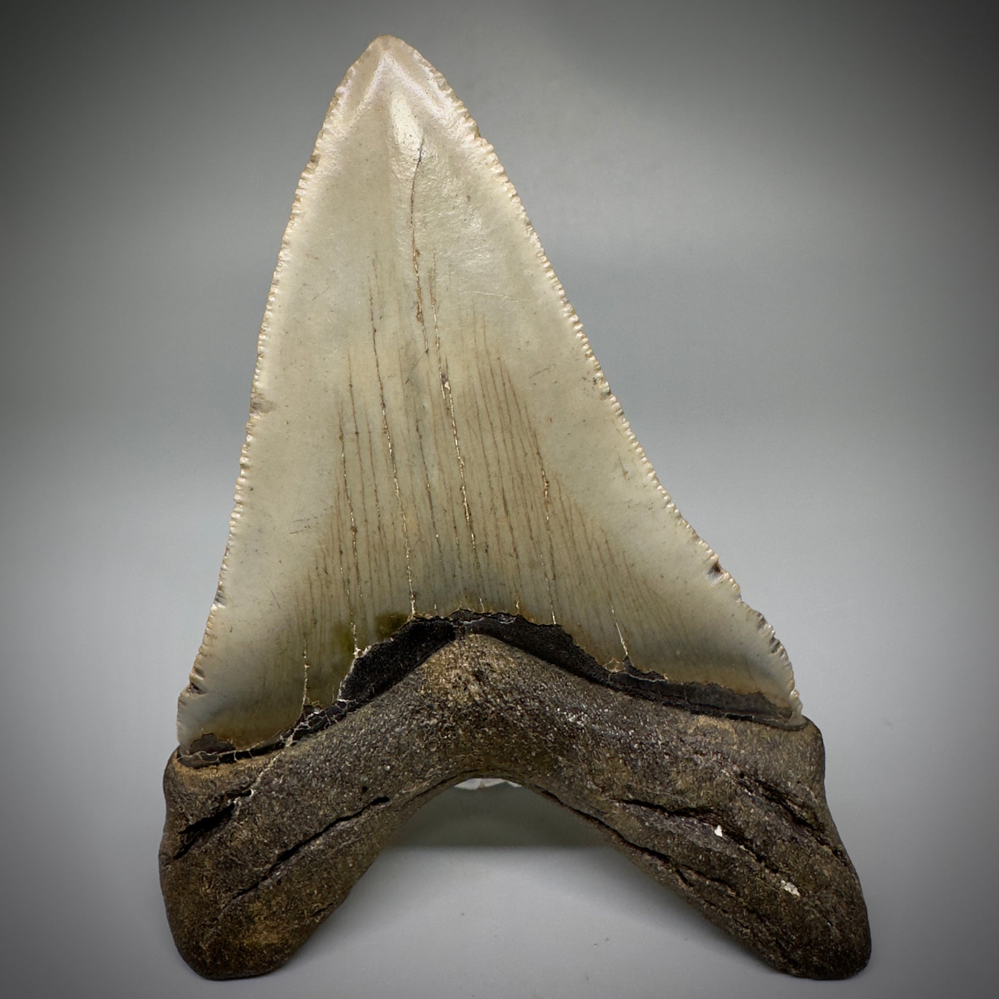 Colorful, serrated Lower 4.65" Fossil Megalodon Tooth - Wilmington North Carolina CM5245 - Back