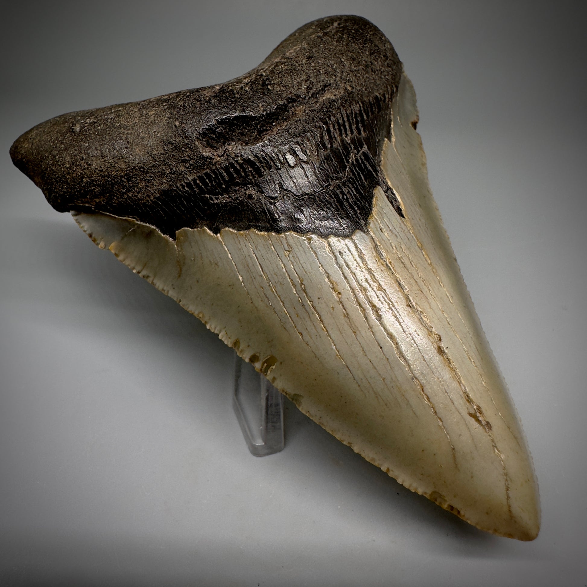 Colorful, serrated Lower 4.65" Fossil Megalodon Tooth - Wilmington North Carolina CM5245 - Front Left