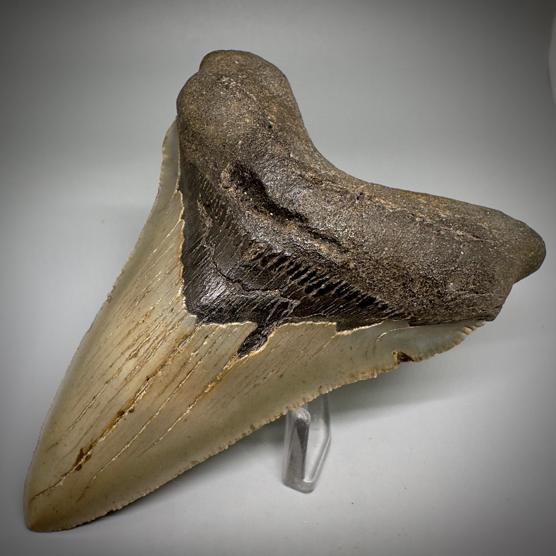 Colorful, serrated Lower 4.65" Fossil Megalodon Tooth - Wilmington North Carolina CM5245 - Front Right 1