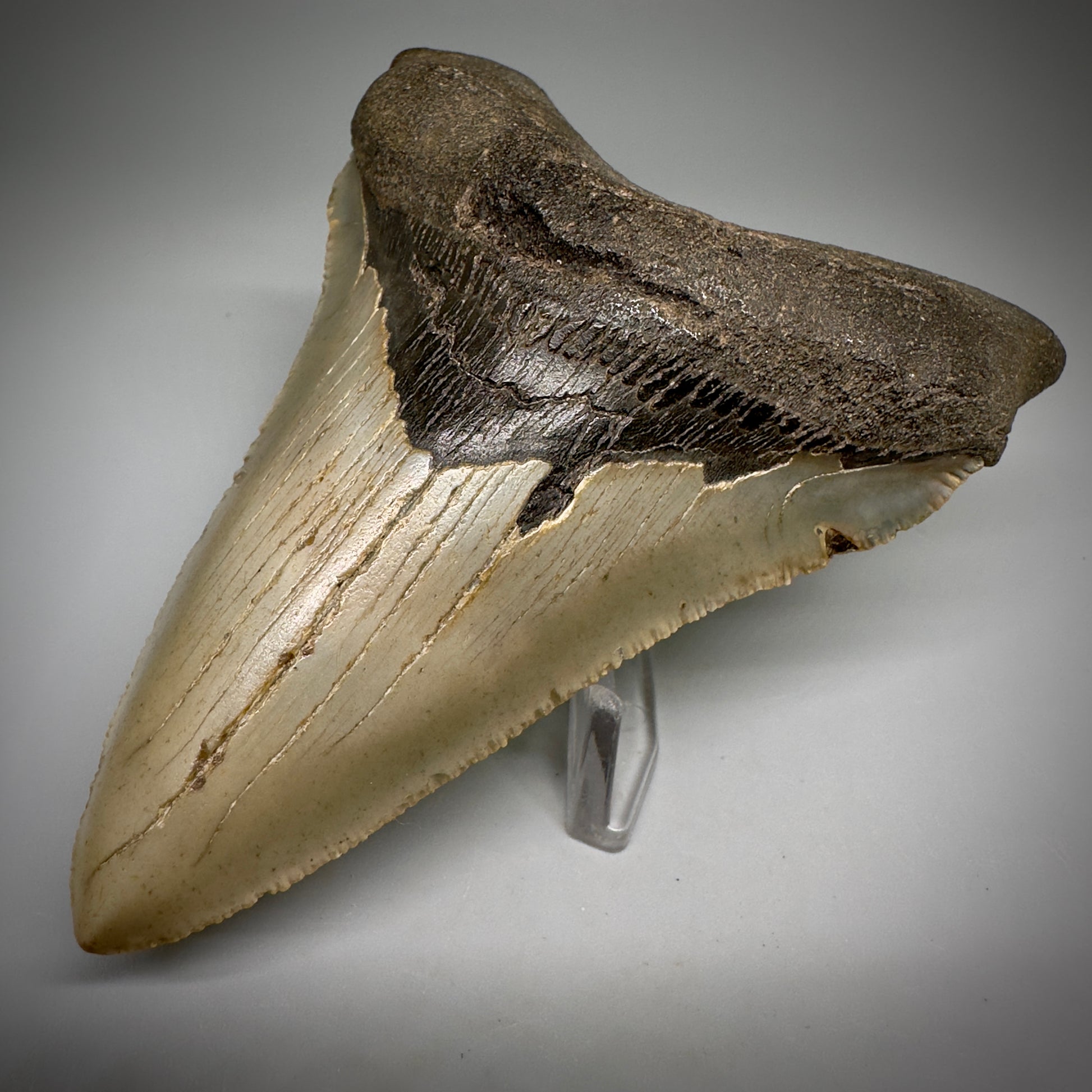 Colorful, serrated Lower 4.65" Fossil Megalodon Tooth - Wilmington North Carolina CM5245 - Front Right