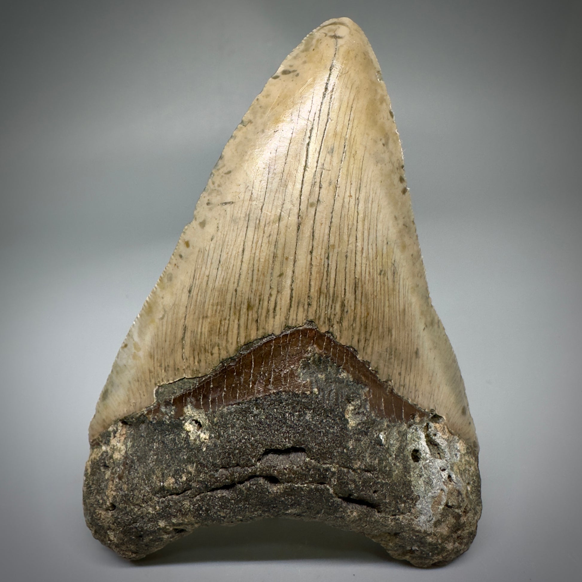 Colorful, complete 4.28" Fossil Megalodon Tooth from North Carolina CM5239 - Front
