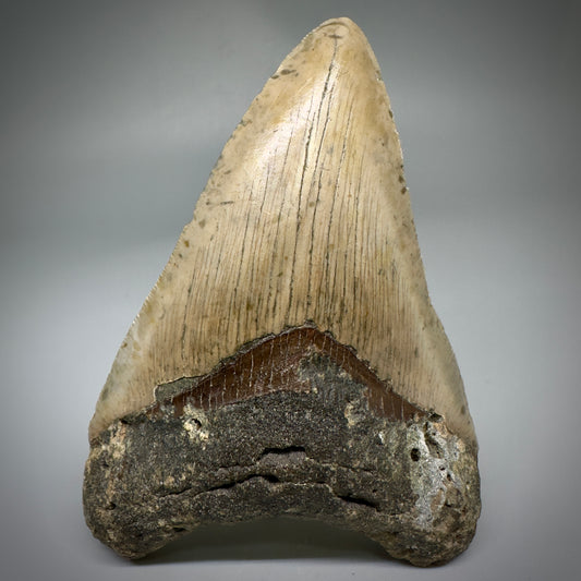 Colorful, complete 4.28" Fossil Megalodon Tooth from North Carolina CM5239 - Front