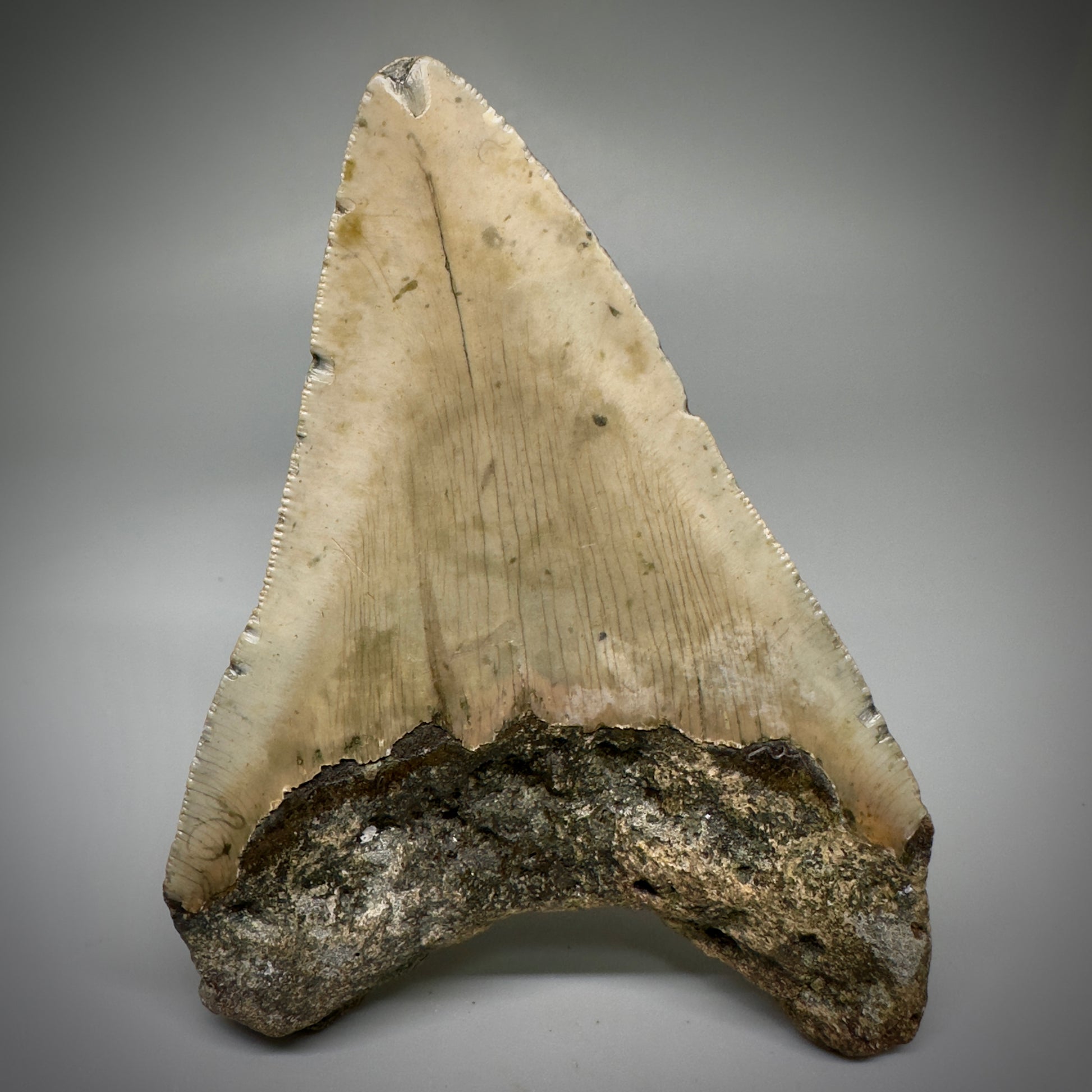 Colorful, complete 4.28" Fossil Megalodon Tooth from North Carolina CM5239 - Back