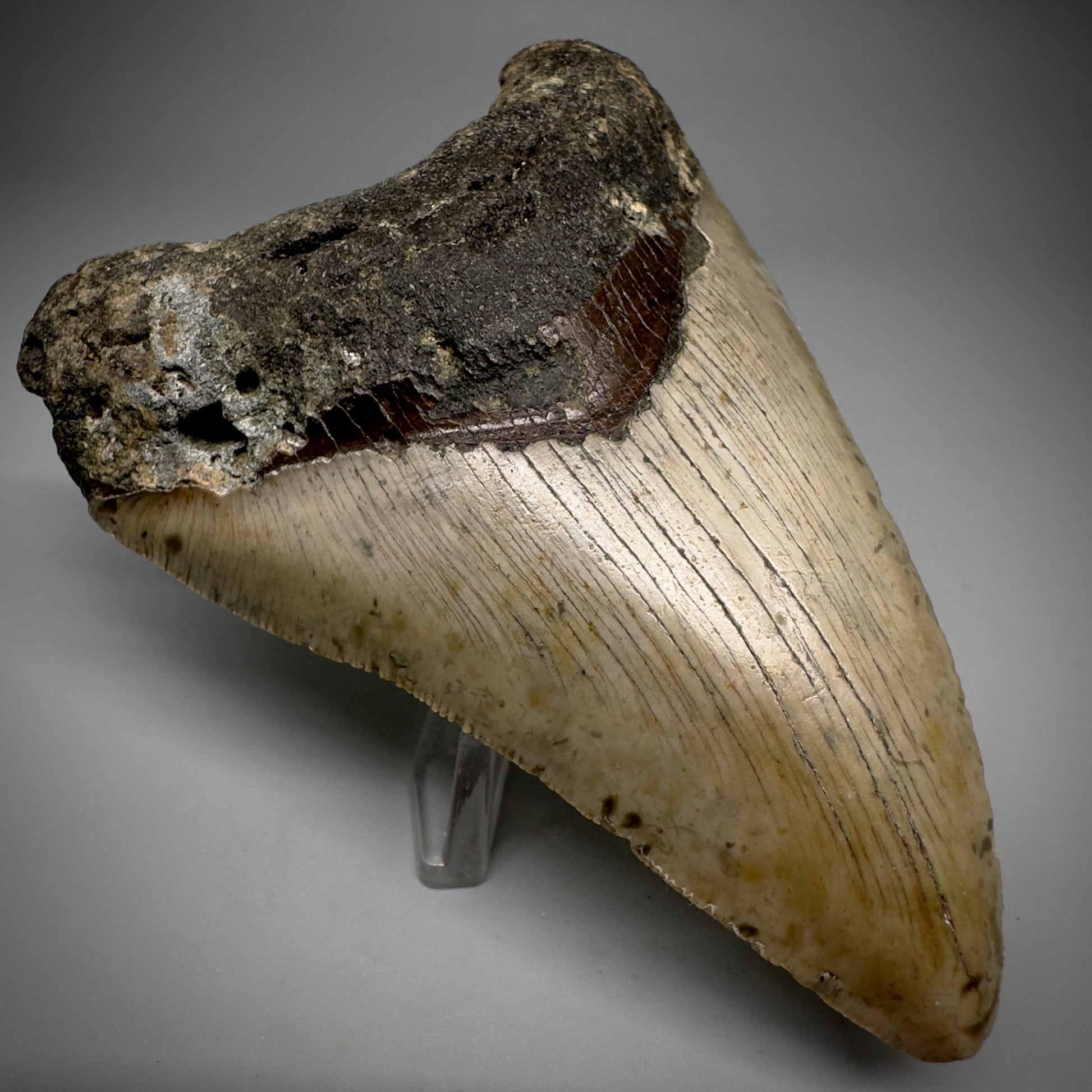 Colorful, complete 4.28" Fossil Megalodon Tooth from North Carolina CM5239 - Front Left