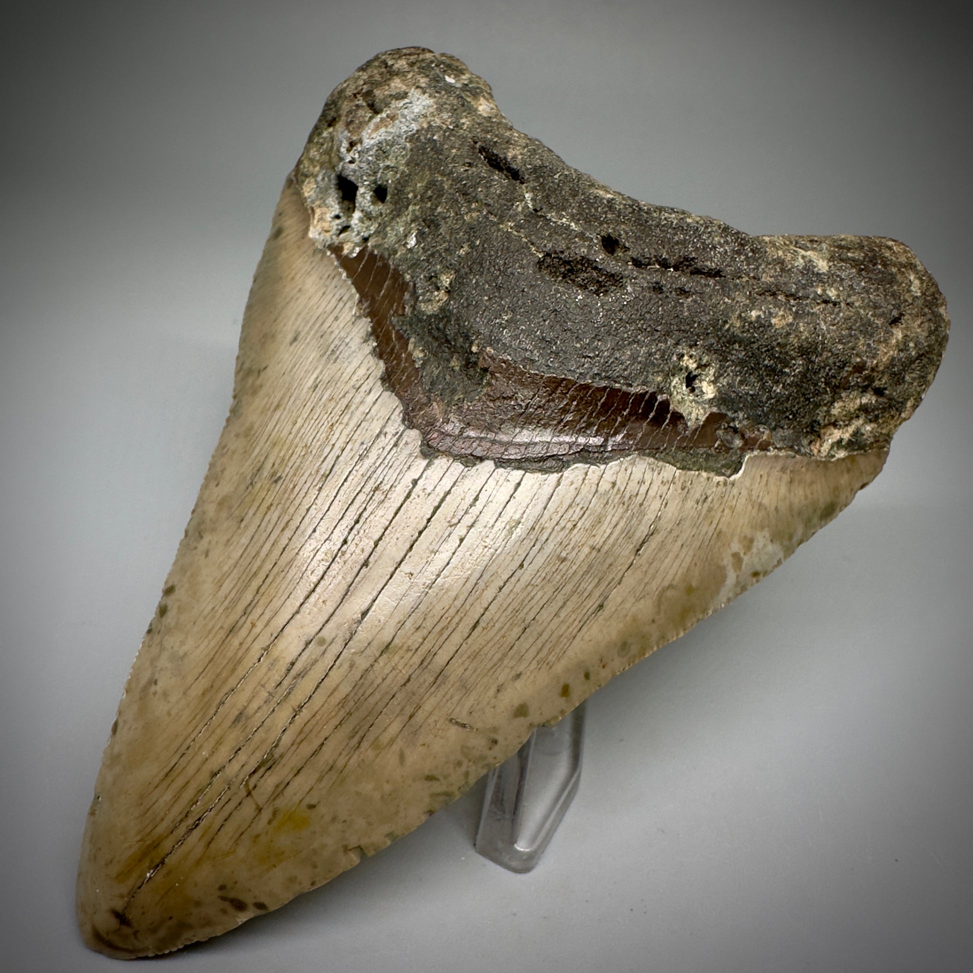 Colorful, complete 4.28" Fossil Megalodon Tooth from North Carolina CM5239 - Front Right