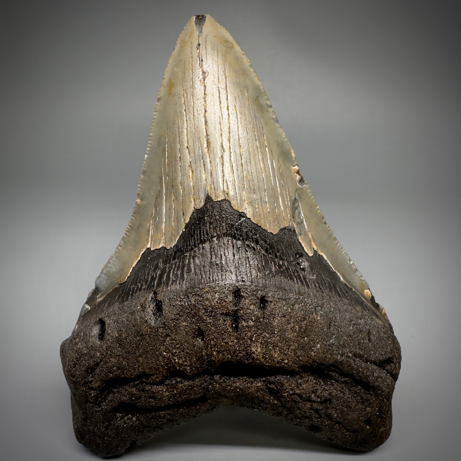 Colorful, complete 4.44" Fossil Megalodon Tooth from North Carolina CM5242 - Front