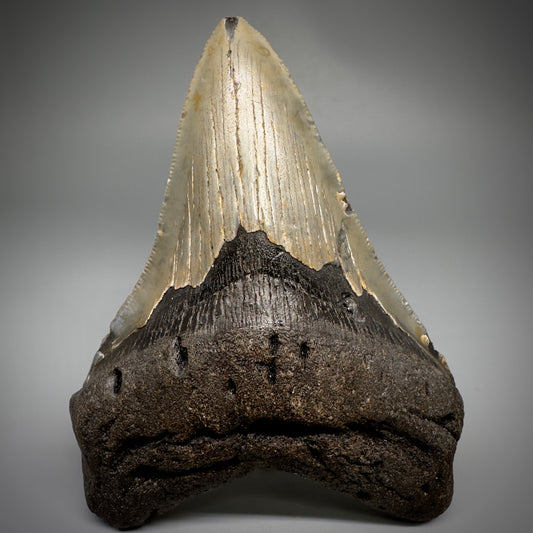 Colorful, complete 4.44" Fossil Megalodon Tooth from North Carolina CM5242 - Front