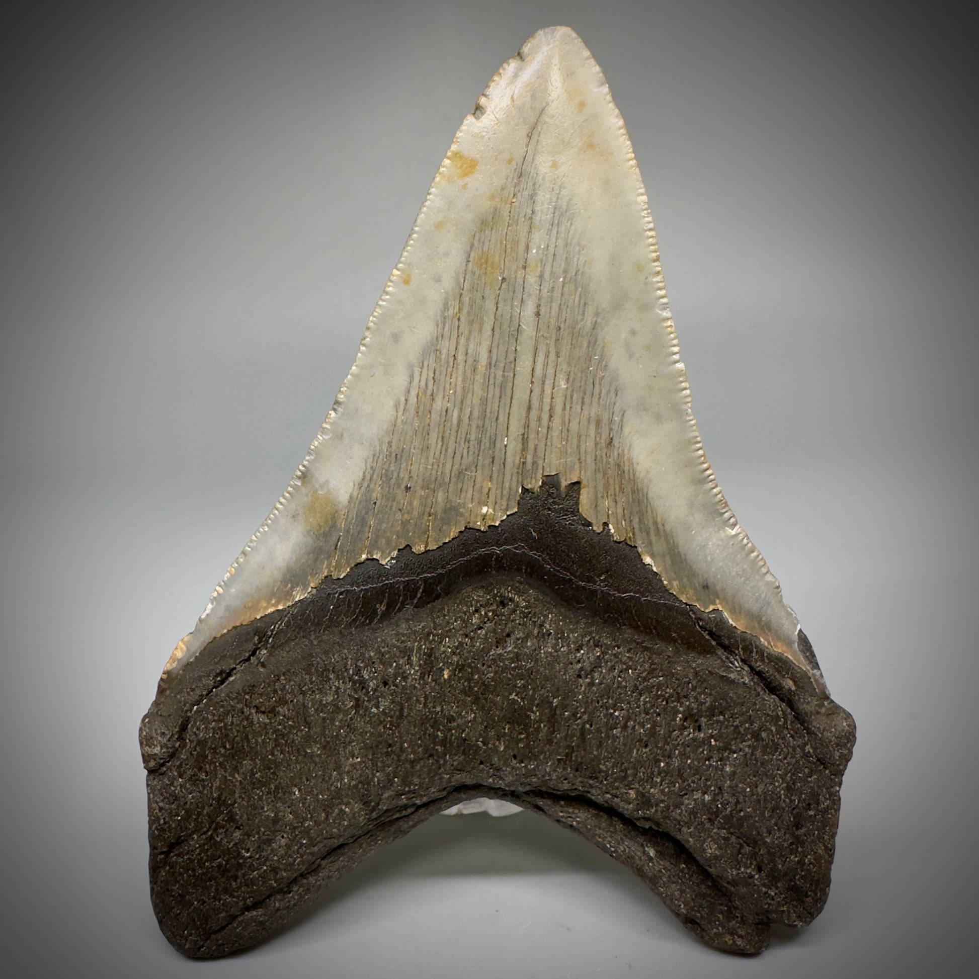 Colorful, complete 4.44" Fossil Megalodon Tooth from North Carolina CM5242 - Back
