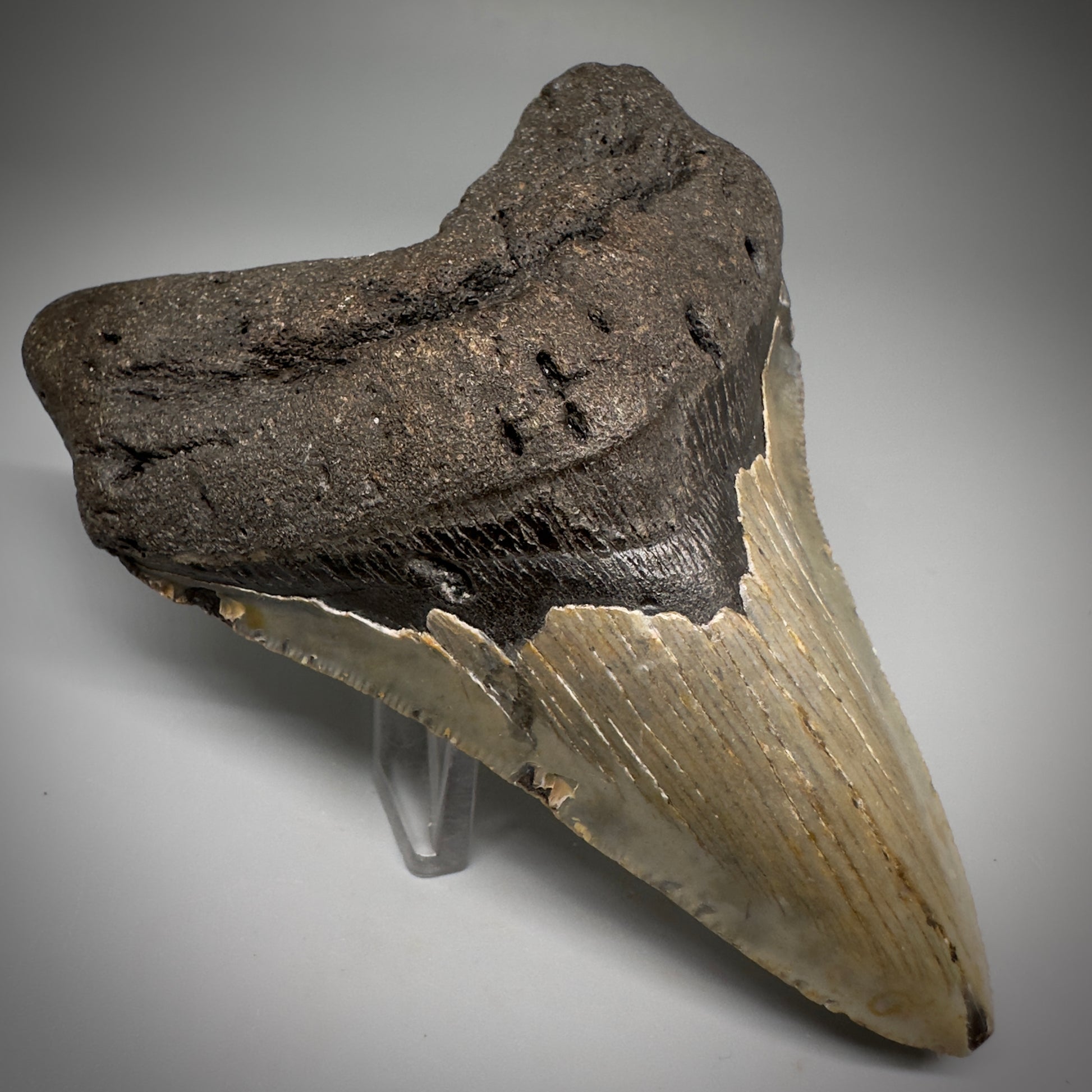 Colorful, complete 4.44" Fossil Megalodon Tooth from North Carolina CM5242 - Front Left