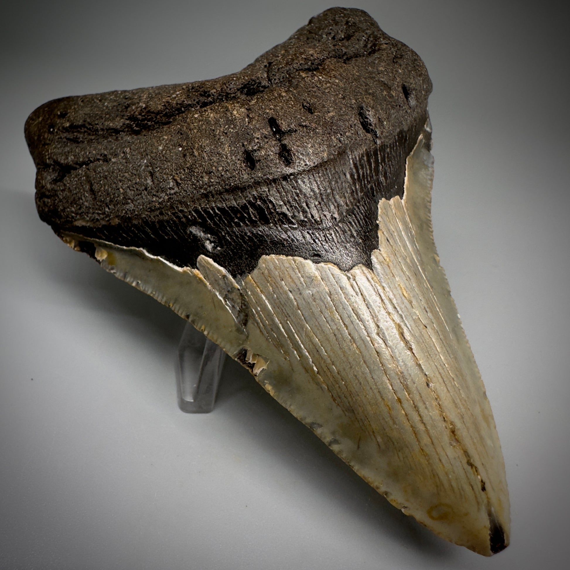 Colorful, complete 4.44" Fossil Megalodon Tooth from North Carolina CM5242 - Front Left1
