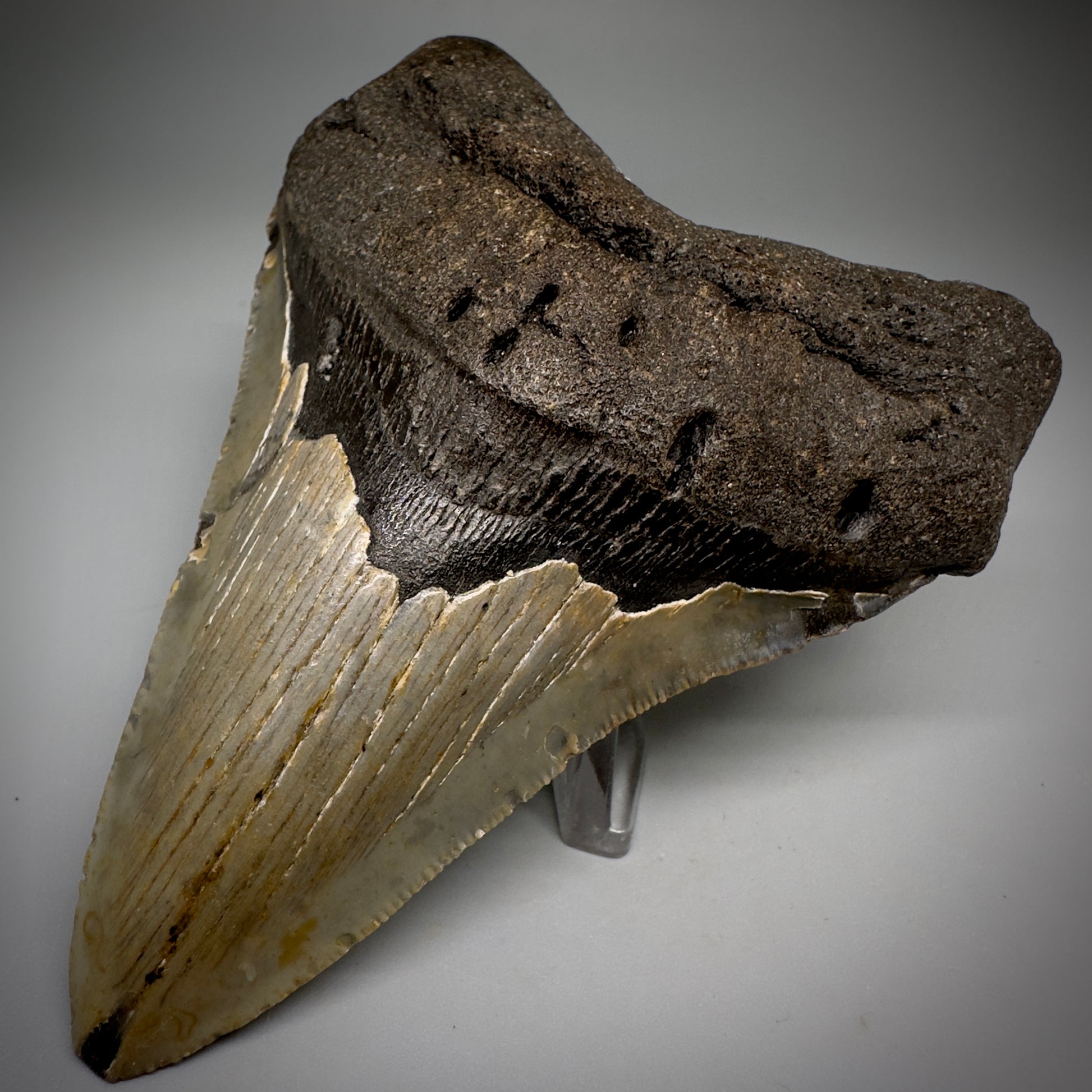Colorful, complete 4.44" Fossil Megalodon Tooth from North Carolina CM5242 - Front Right