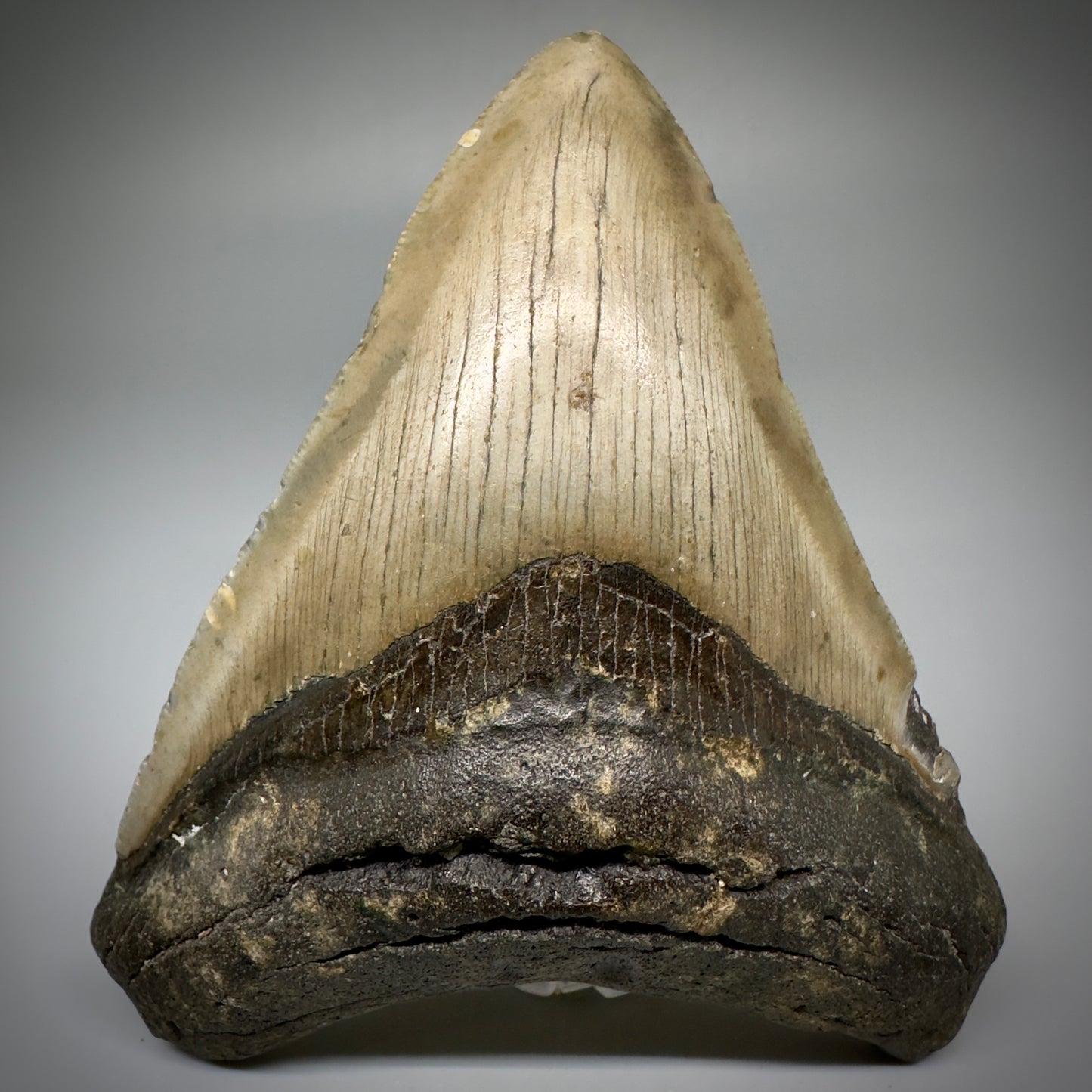Colorful, complete 4.25" Fossil Megalodon Tooth from North Carolina CM5241 - Front