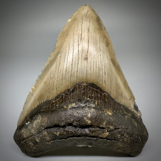 Colorful, complete 4.25" Fossil Megalodon Tooth from North Carolina CM5241 - Front