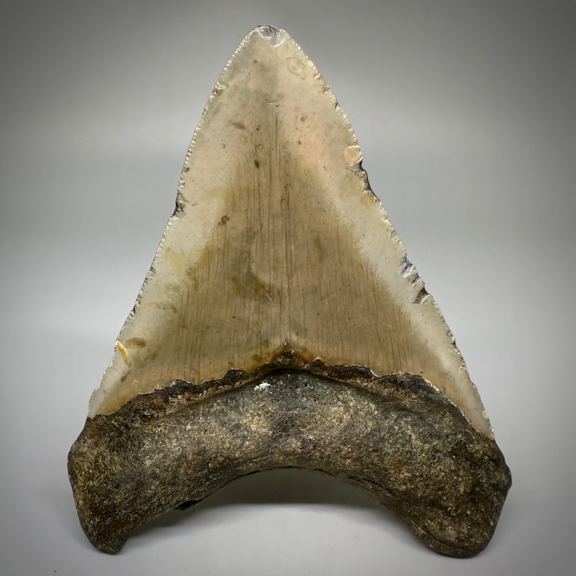 Colorful, complete 4.25" Fossil Megalodon Tooth from North Carolina CM5241 - Back