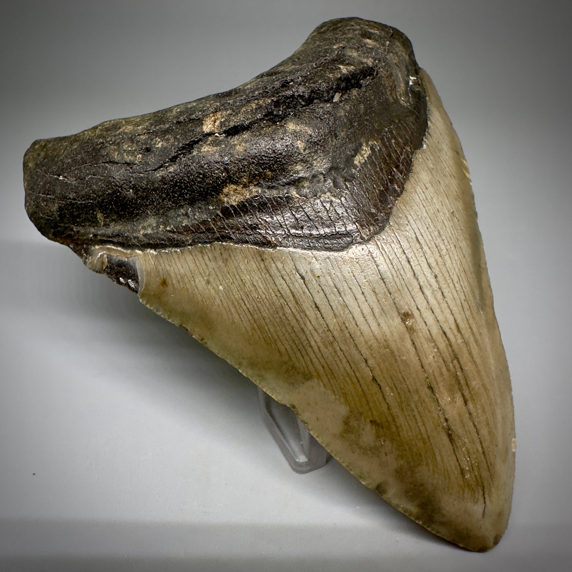 Colorful, complete 4.25" Fossil Megalodon Tooth from North Carolina CM5241 - Front Left
