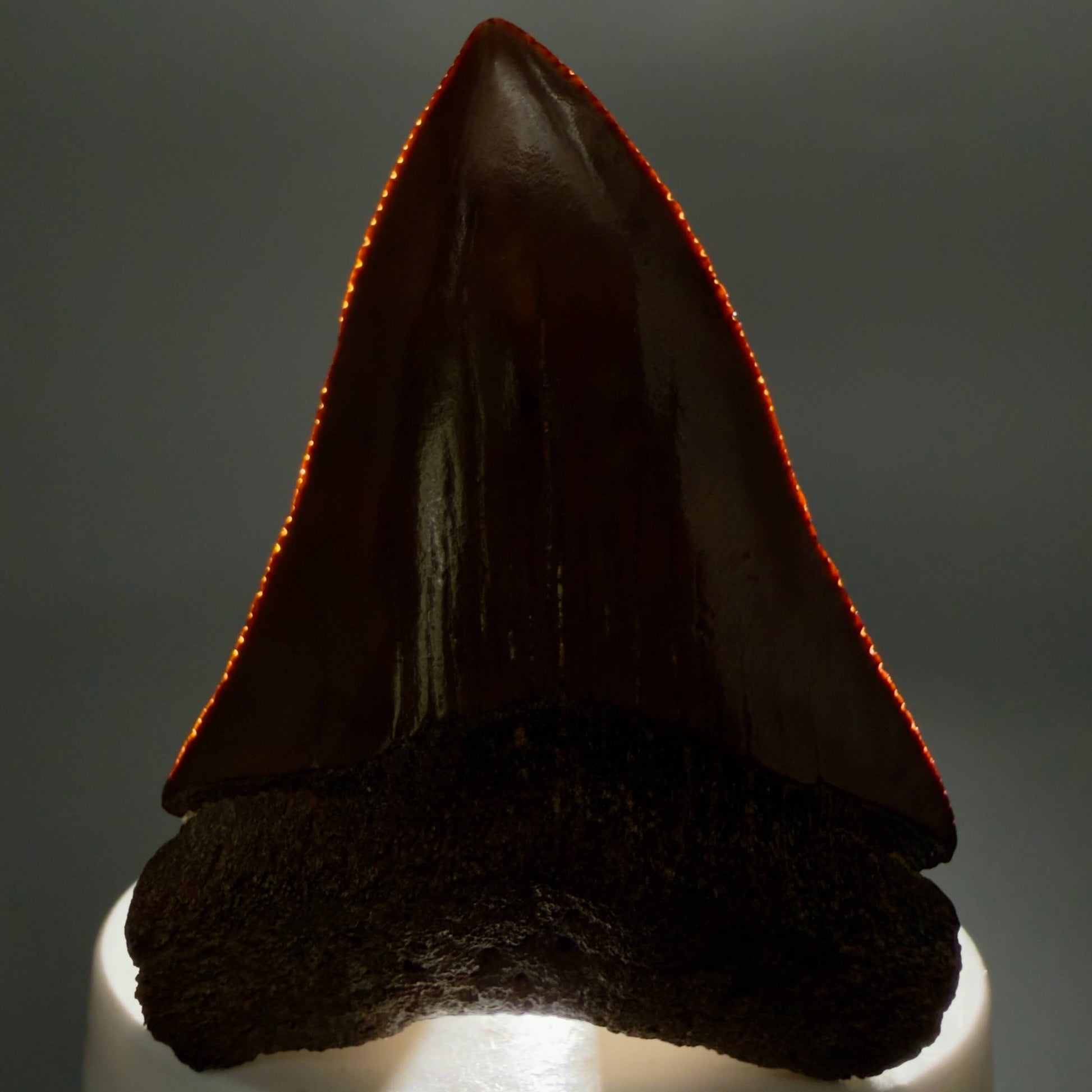 Front View Red, gorgeous, Large, serrated 2.68" Colorful Fossil Great White - Carcharodon carcharias Shark Tooth from Meherrin River, NC GW1350 - 2