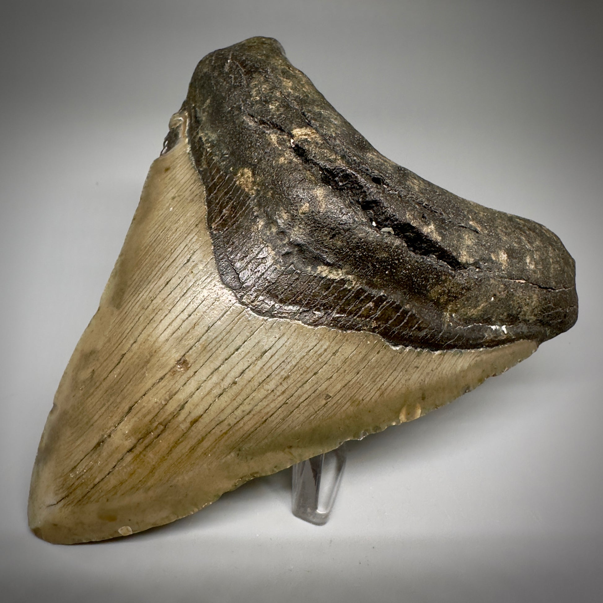 Colorful, complete 4.25" Fossil Megalodon Tooth from North Carolina CM5241 - Front Right