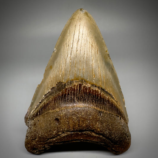 Colorful, complete 4.28" Fossil Megalodon Tooth from North Carolina CM5238 - Front