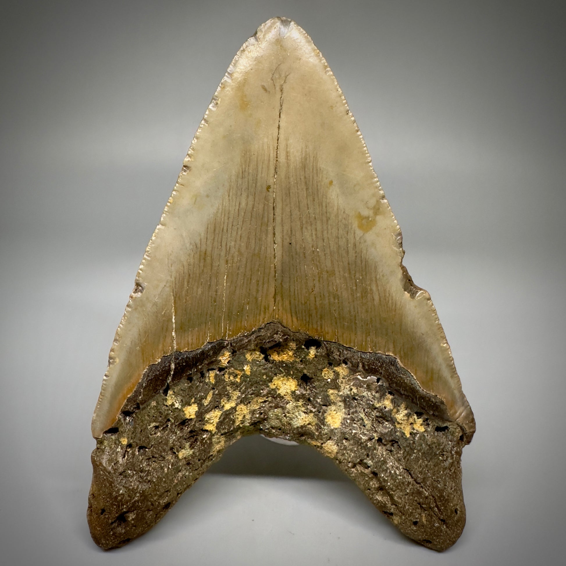 Colorful, complete 4.28" Fossil Megalodon Tooth from North Carolina CM5238 - Back