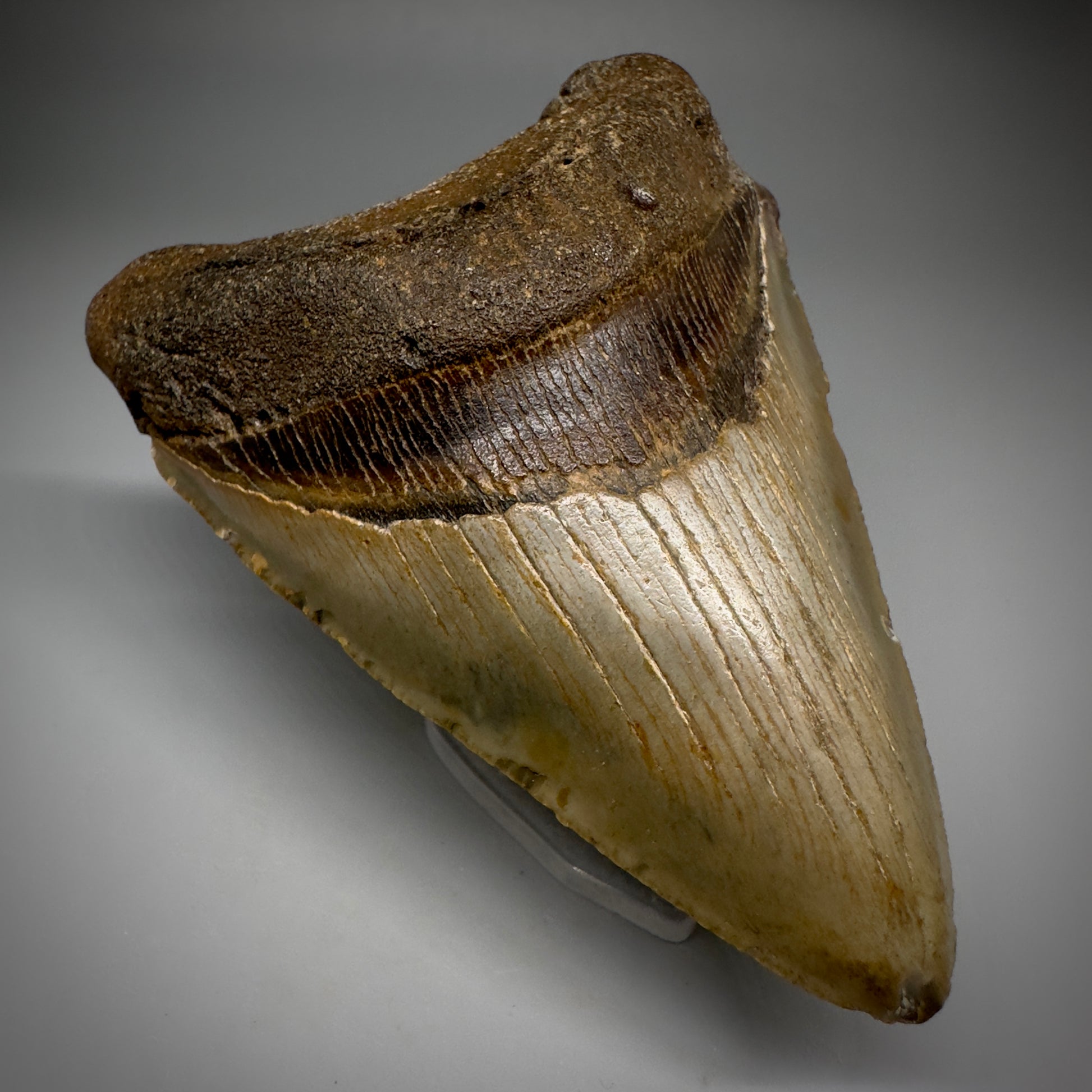 Colorful, complete 4.28" Fossil Megalodon Tooth from North Carolina CM5238 - Front Left