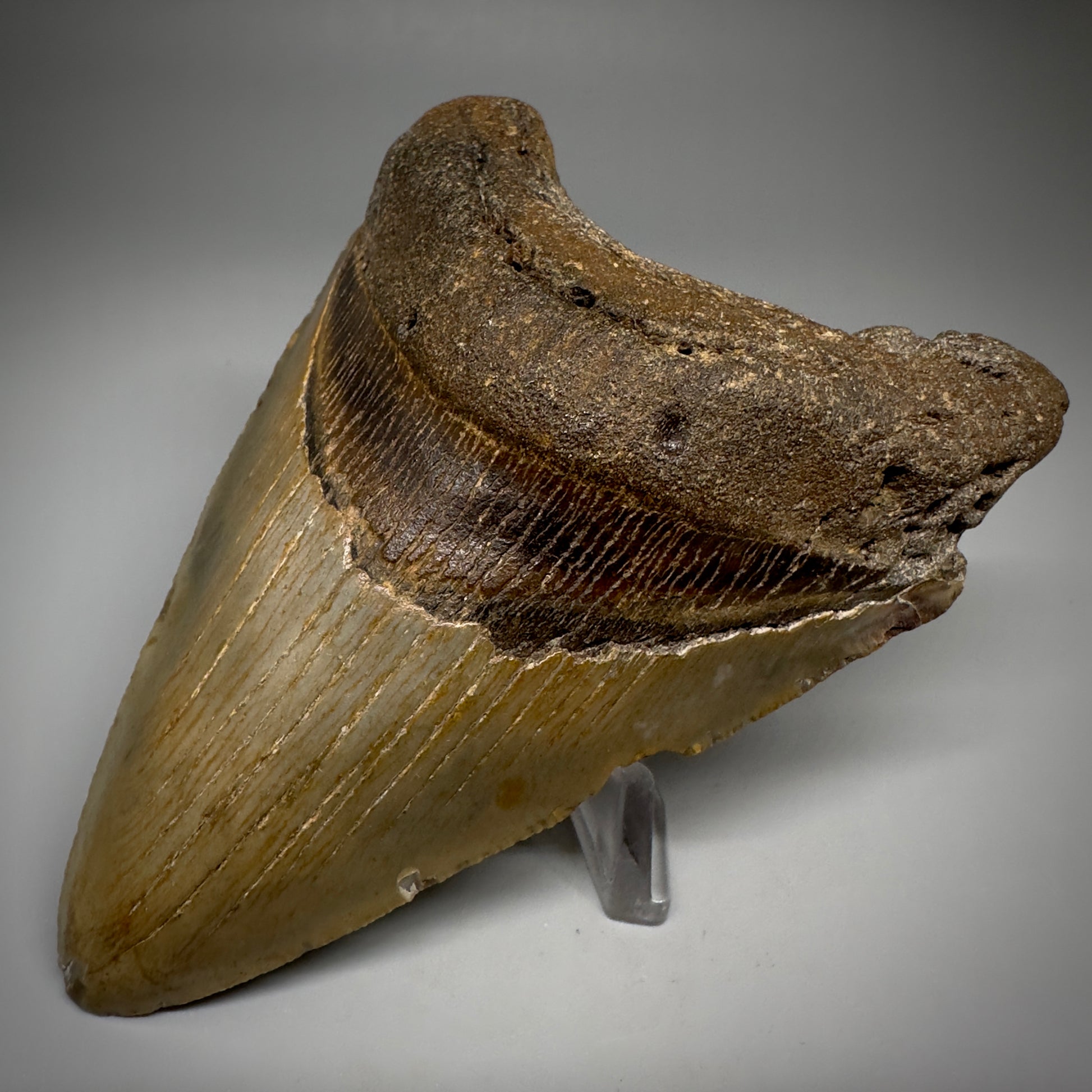 Colorful, complete 4.28" Fossil Megalodon Tooth from North Carolina CM5238 - Front Right 1