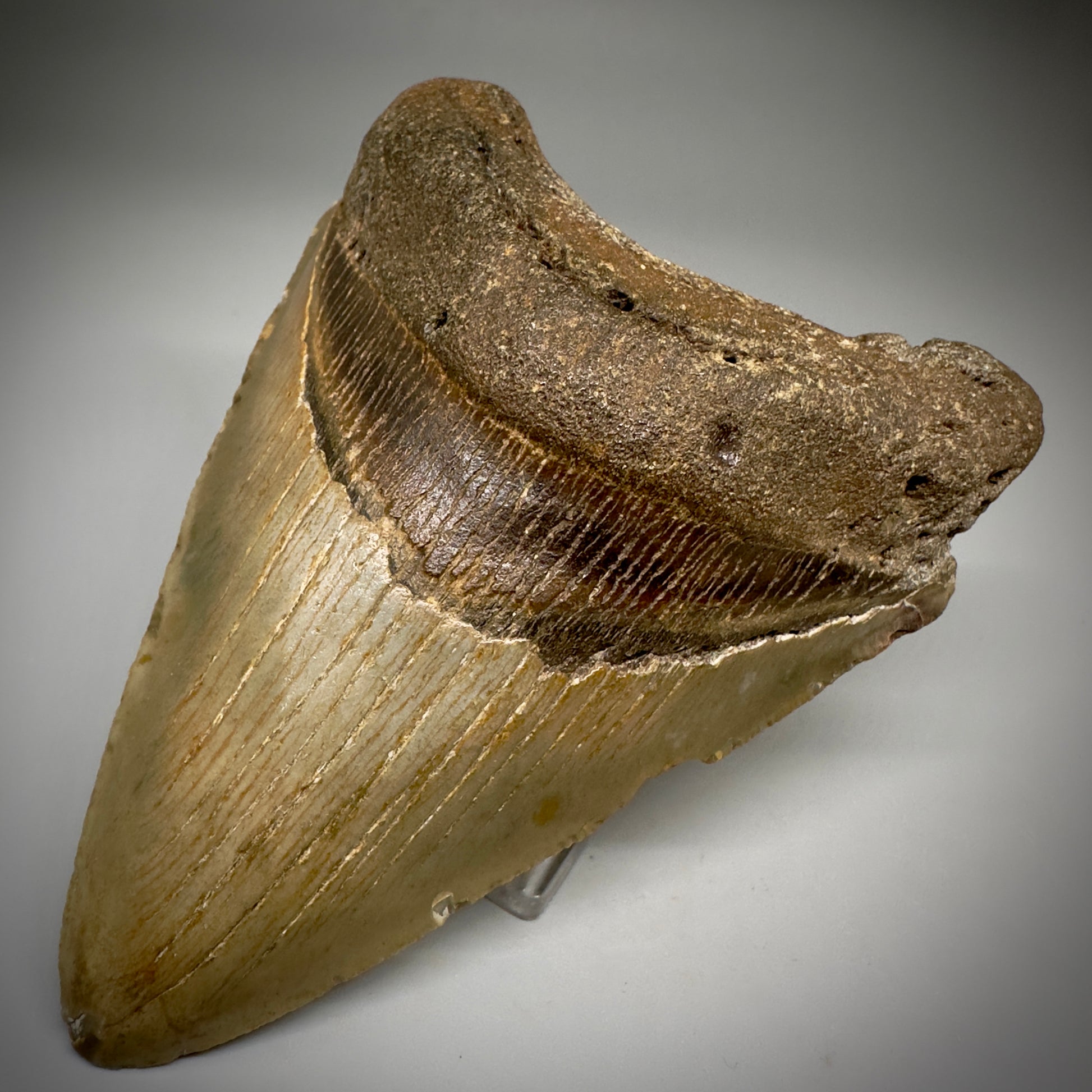 Colorful, complete 4.28" Fossil Megalodon Tooth from North Carolina CM5238 - Front Right