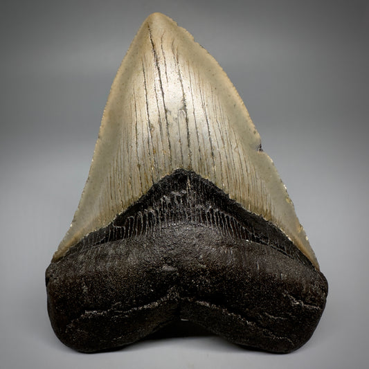 Colorful, complete 4.38" Fossil Megalodon Tooth from North Carolina CM5240 - Front